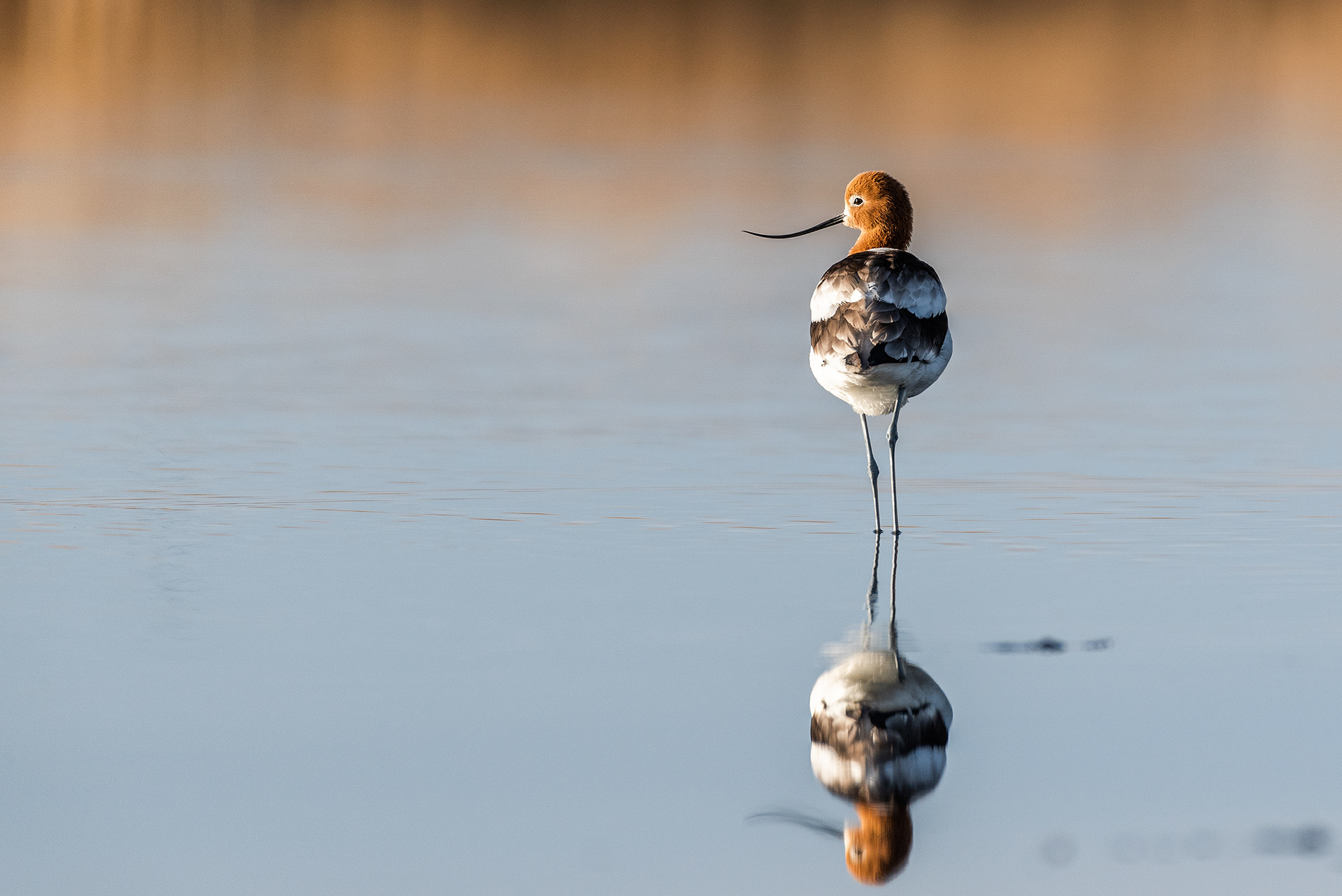 American Avocet at Frank Lake, Alberta