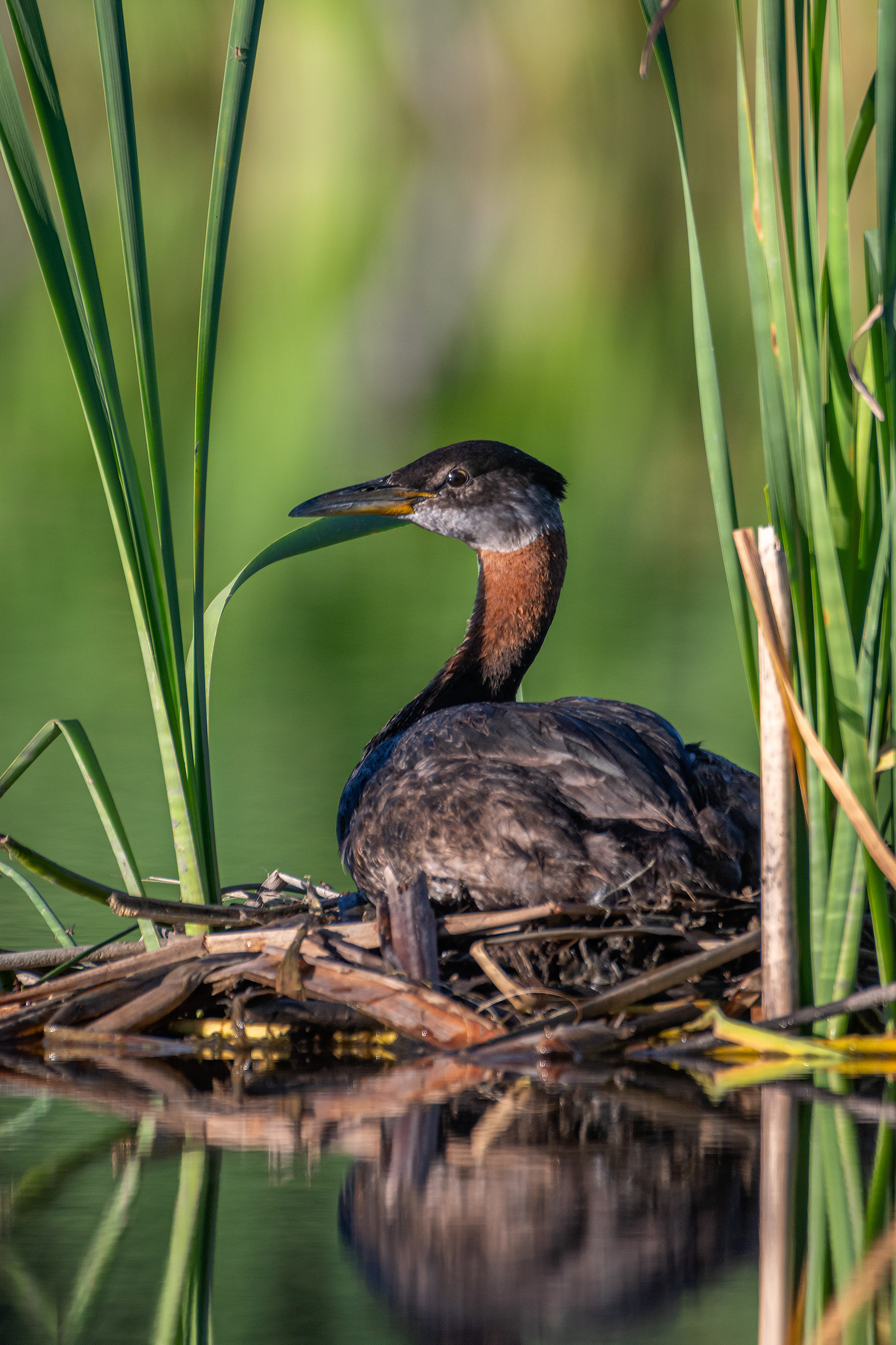 Red-necked Grebe, Marshall Springs ponds, Fish Creek Provincial Park, Calgary, AB