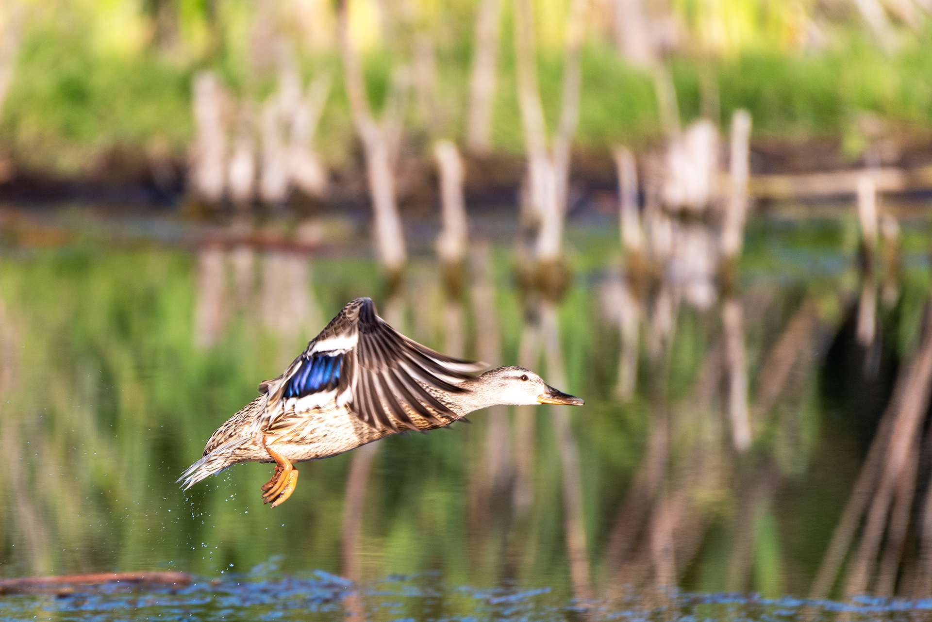 Mallard in flight