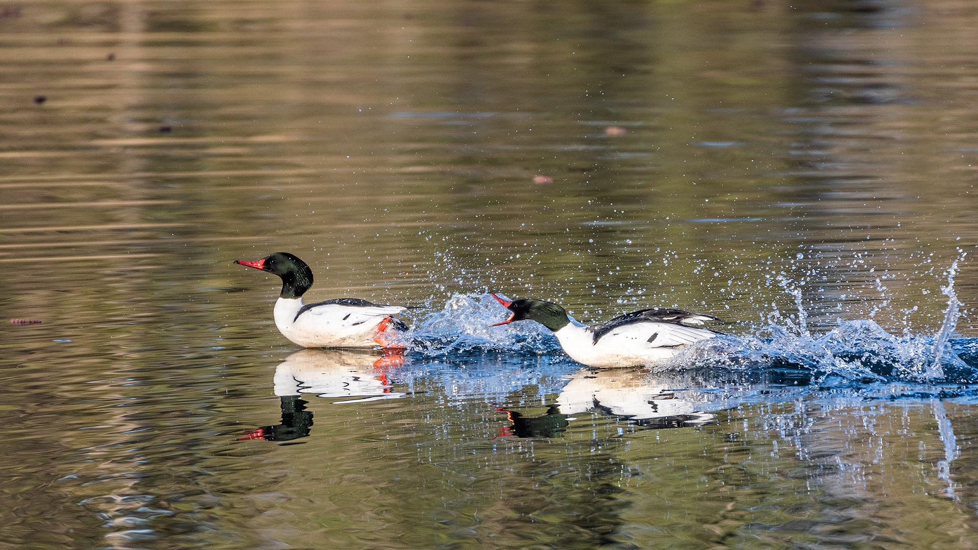 Common Mergansers (male) at the Inglewood Bird Sanctuary & Nature Centre, Calgary, Alberta