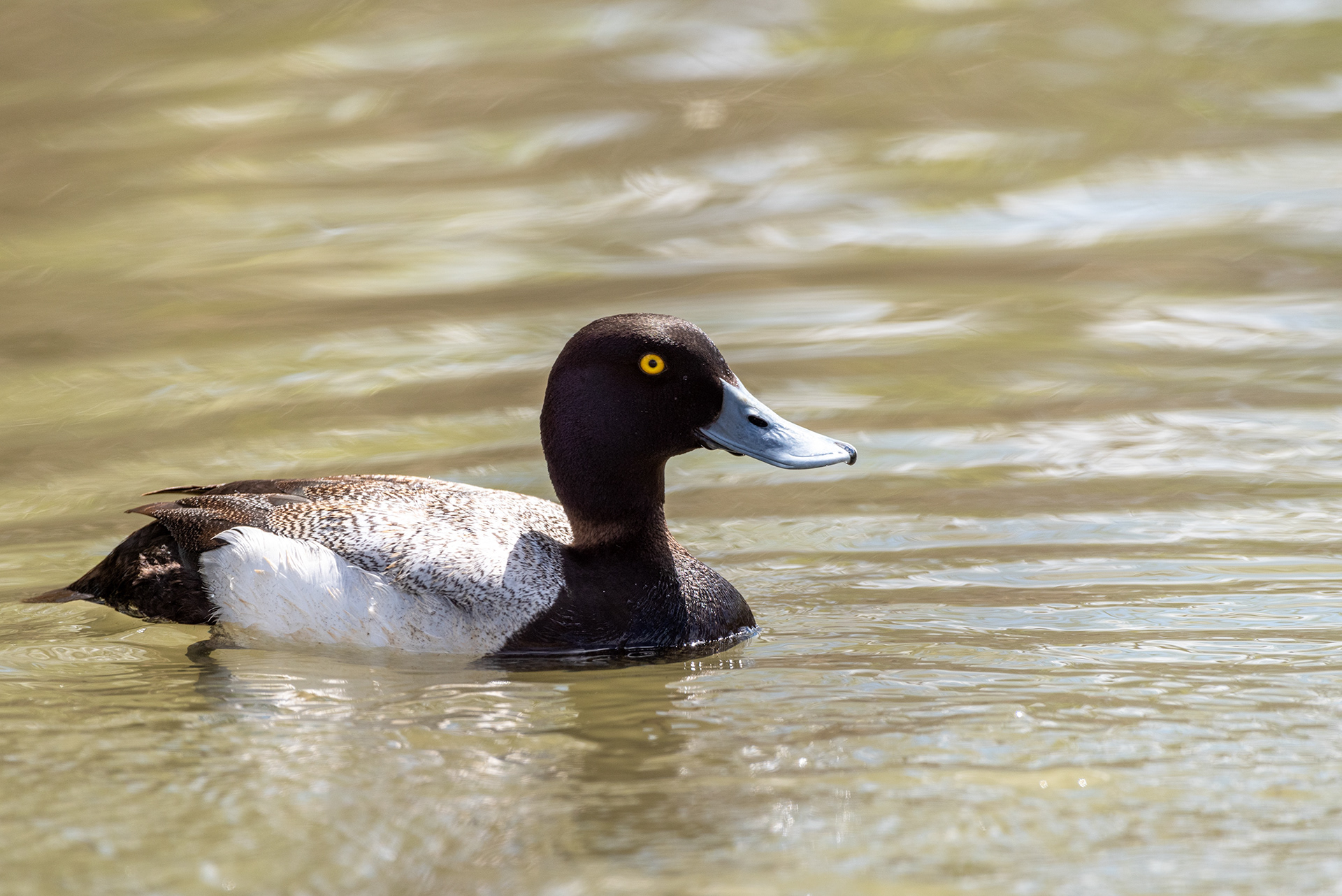 Lesser Scaup, Bridlewood Wetlands Park, Calgary, Alberta