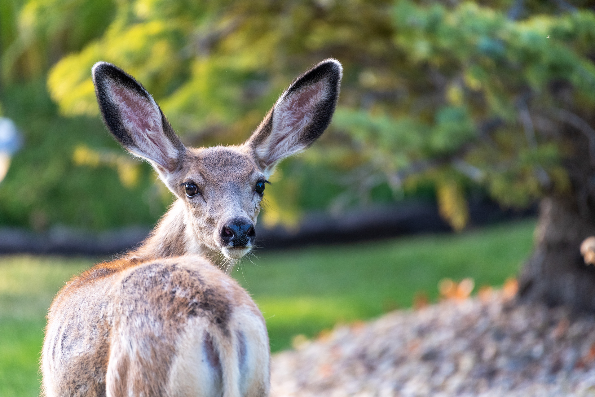 Young Deer in the back yard
