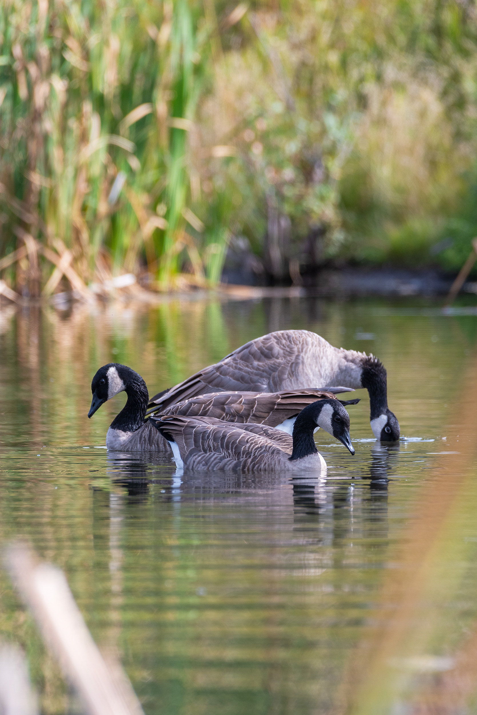 Canada Geese at the Marshall Springs ponds in Fish Creek Provincial Park