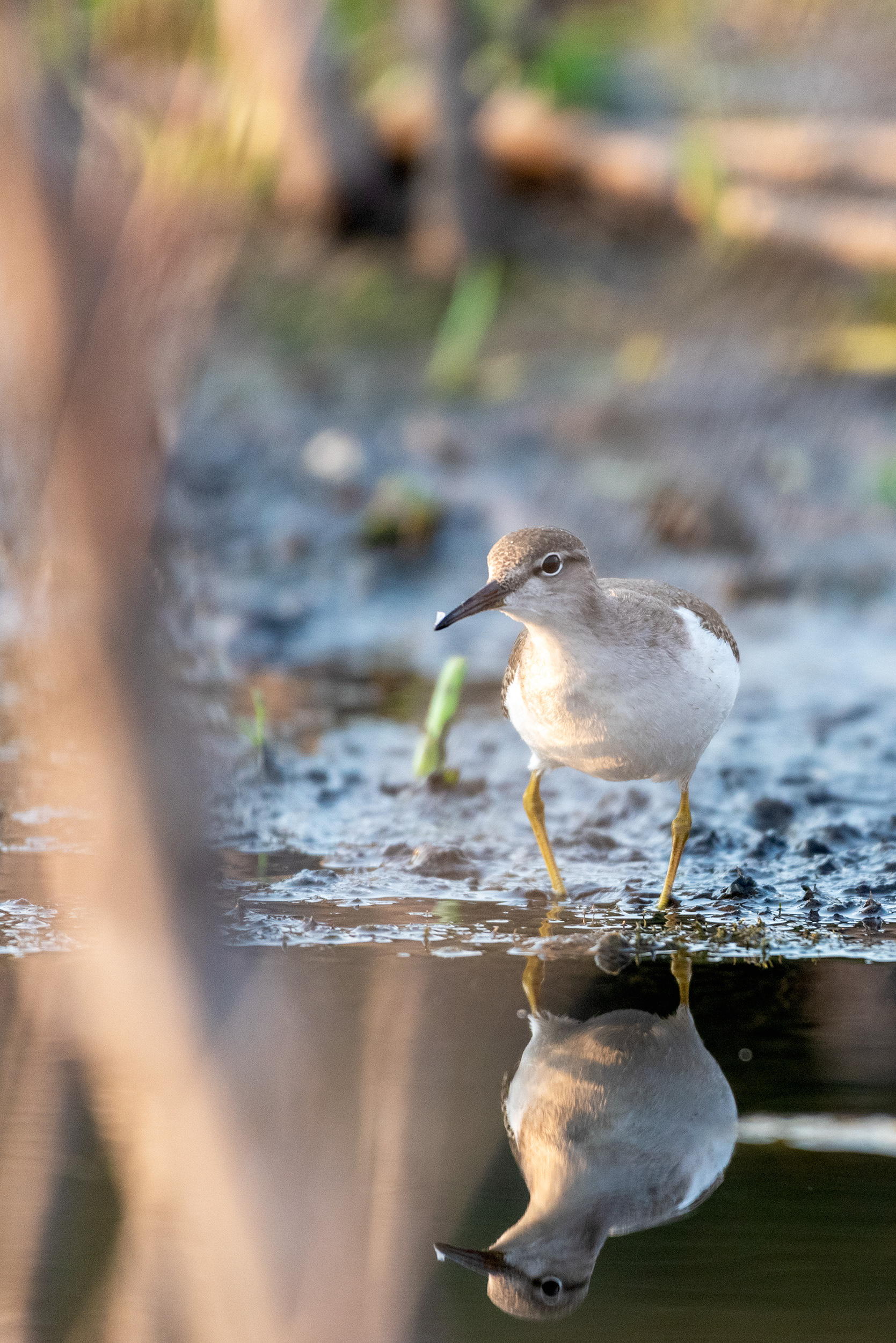 Solitary Sandpiper at the Marshall Springs ponds in Fish Creek Provincial Park