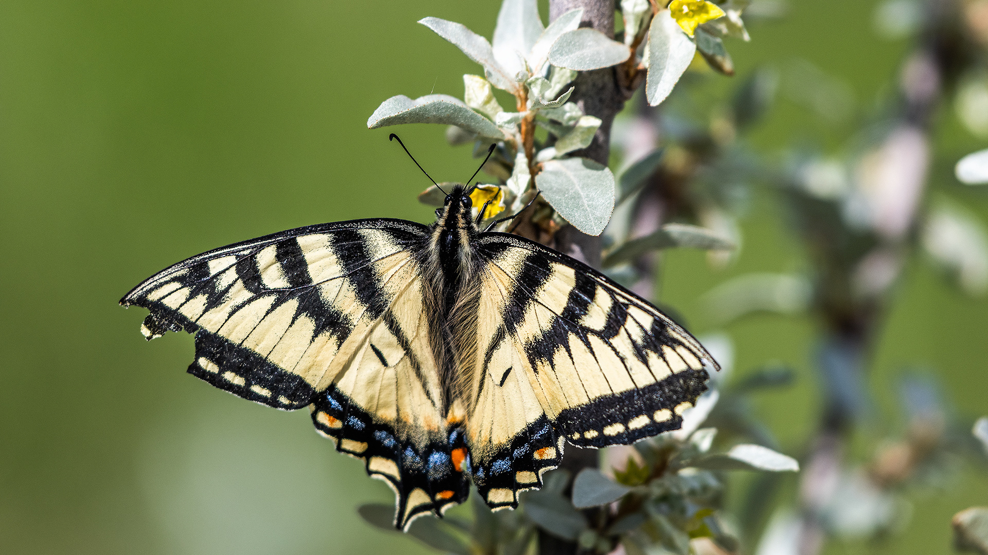 Butterfly near the Marshall Springs ponds in Fish Creek Provincial Park, Calgary, Alberta