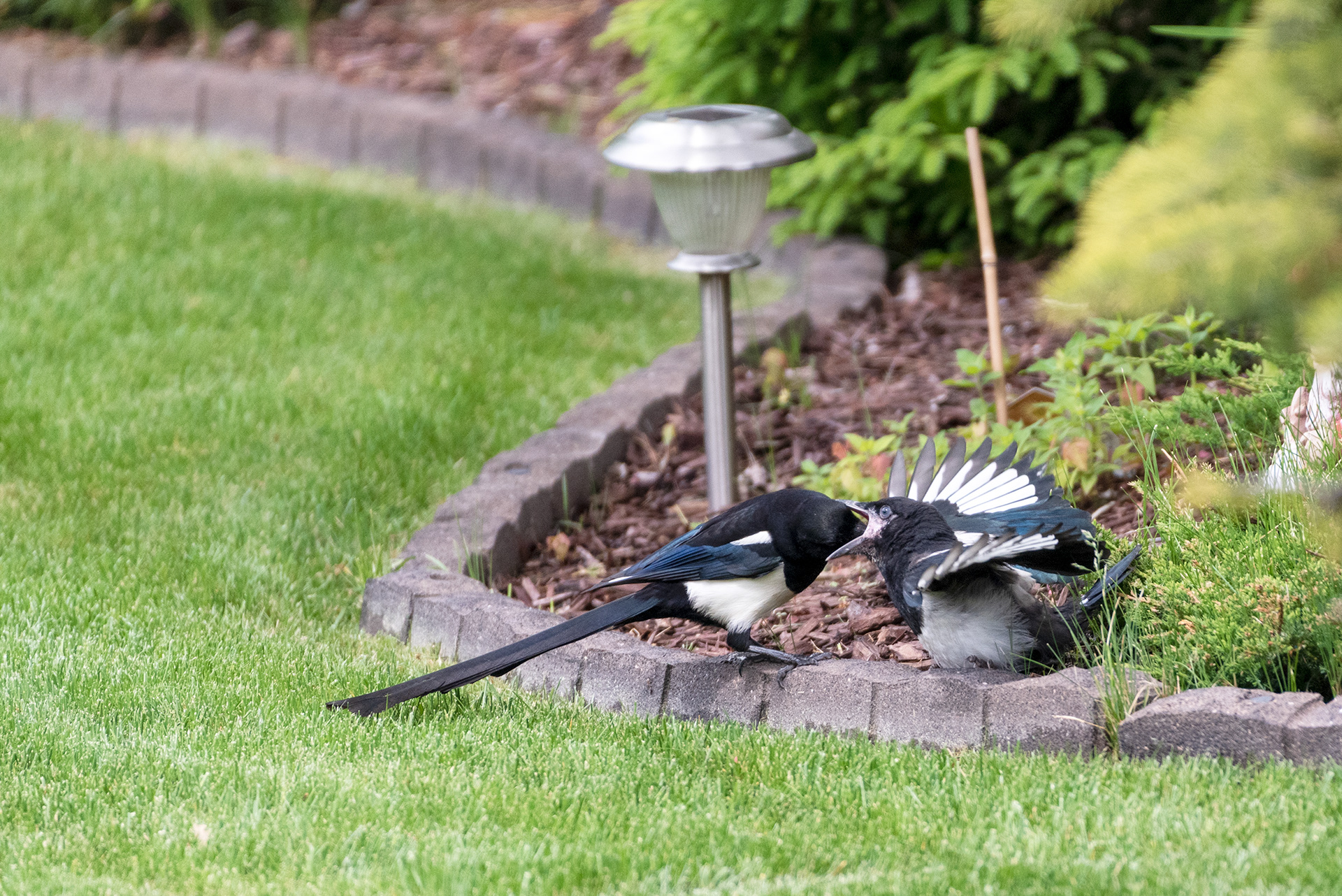 Black-billed Magpie feeding its young in the back yard