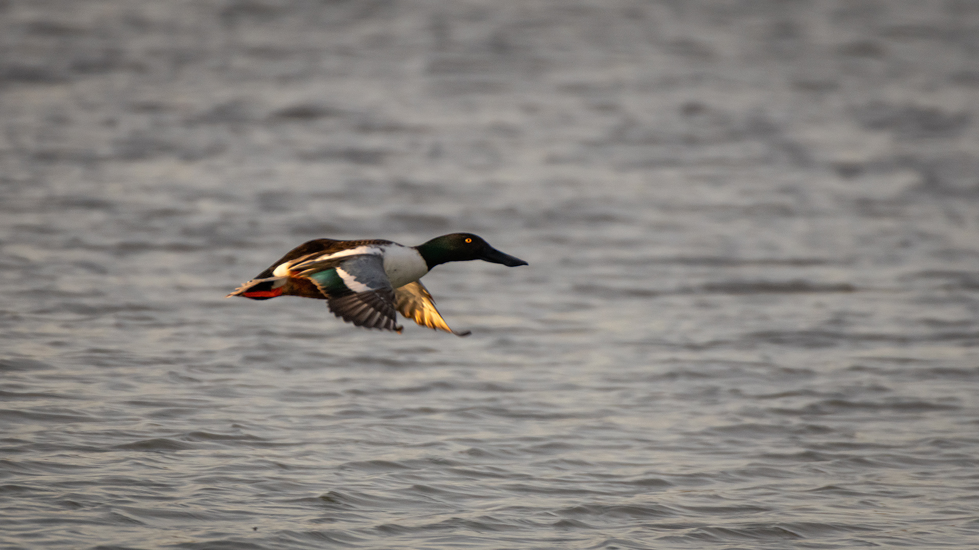 Northern Shoveler (male) in flight, Glenmore Reservoir, North Glenmore Park, Calgary, AB