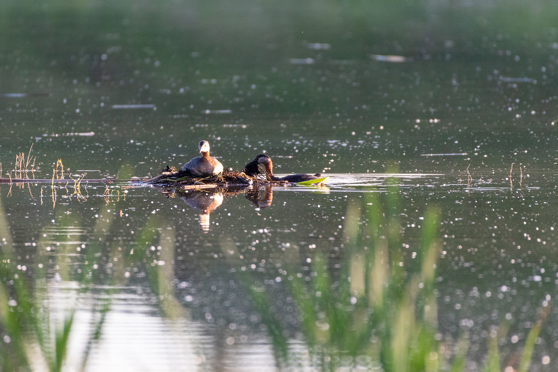 Red-necked Grebes nest building, Marshall Springs, Fish Creek Provincial Park, Calgary