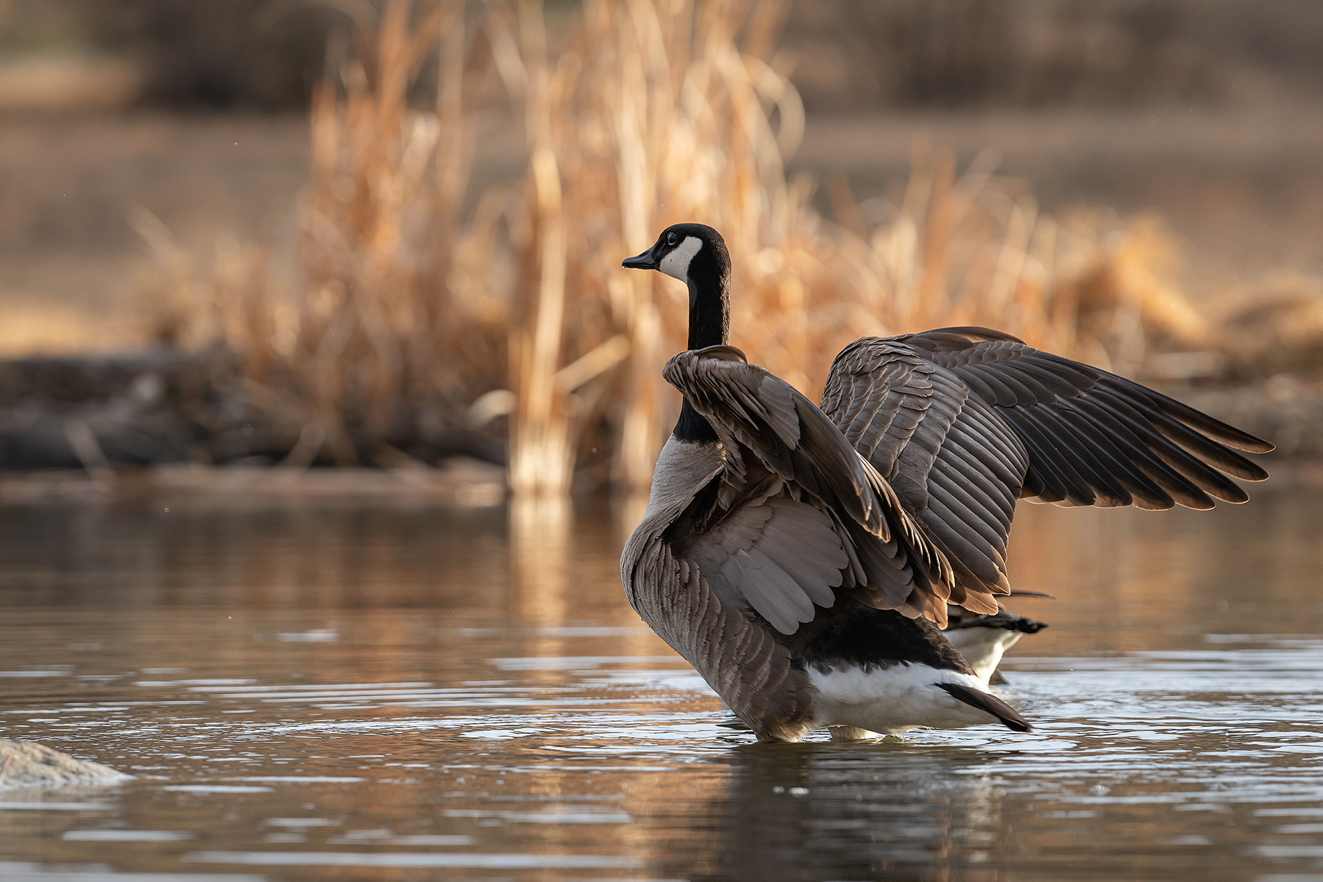 Canada Goose, Marshall Springs, Fish Creek Provincial Park, Calgary, AB
