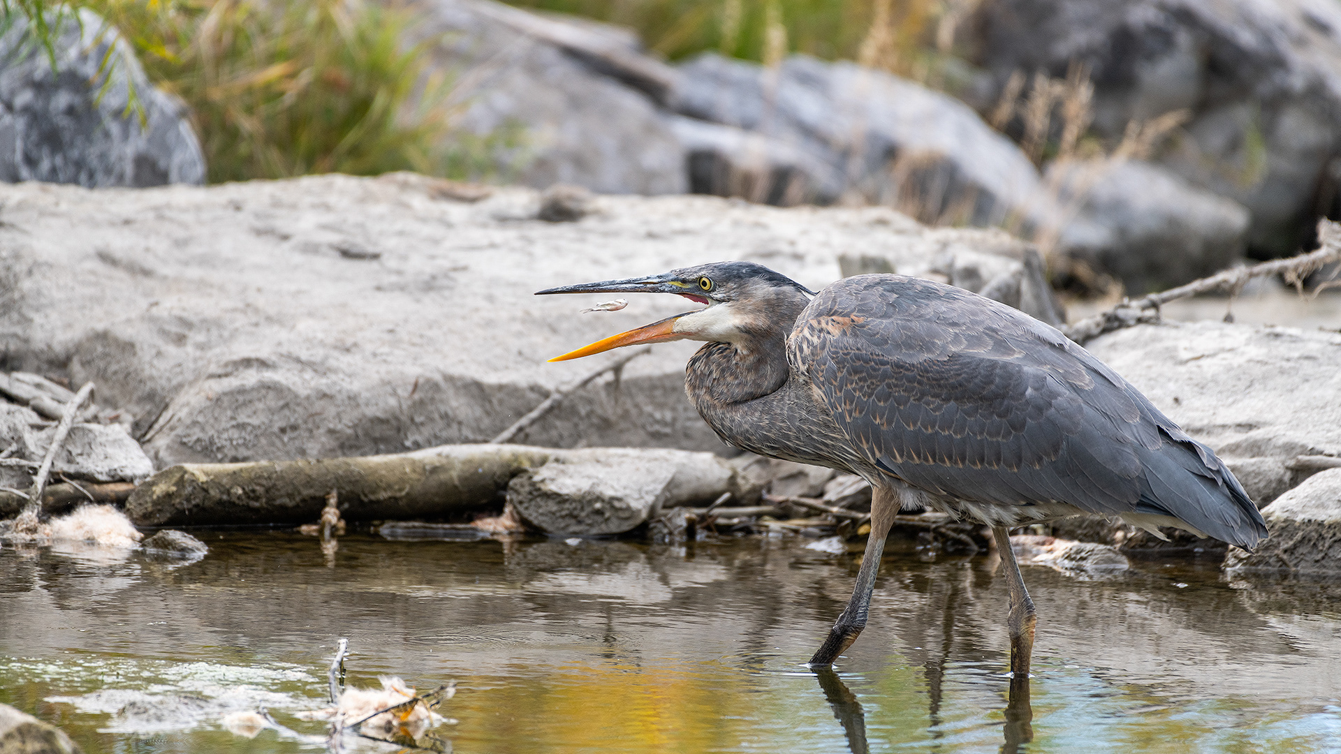 Great Blue Heron with a small fish, Marshall Springs - Fish Creek Prov. Park, Calgary, AB