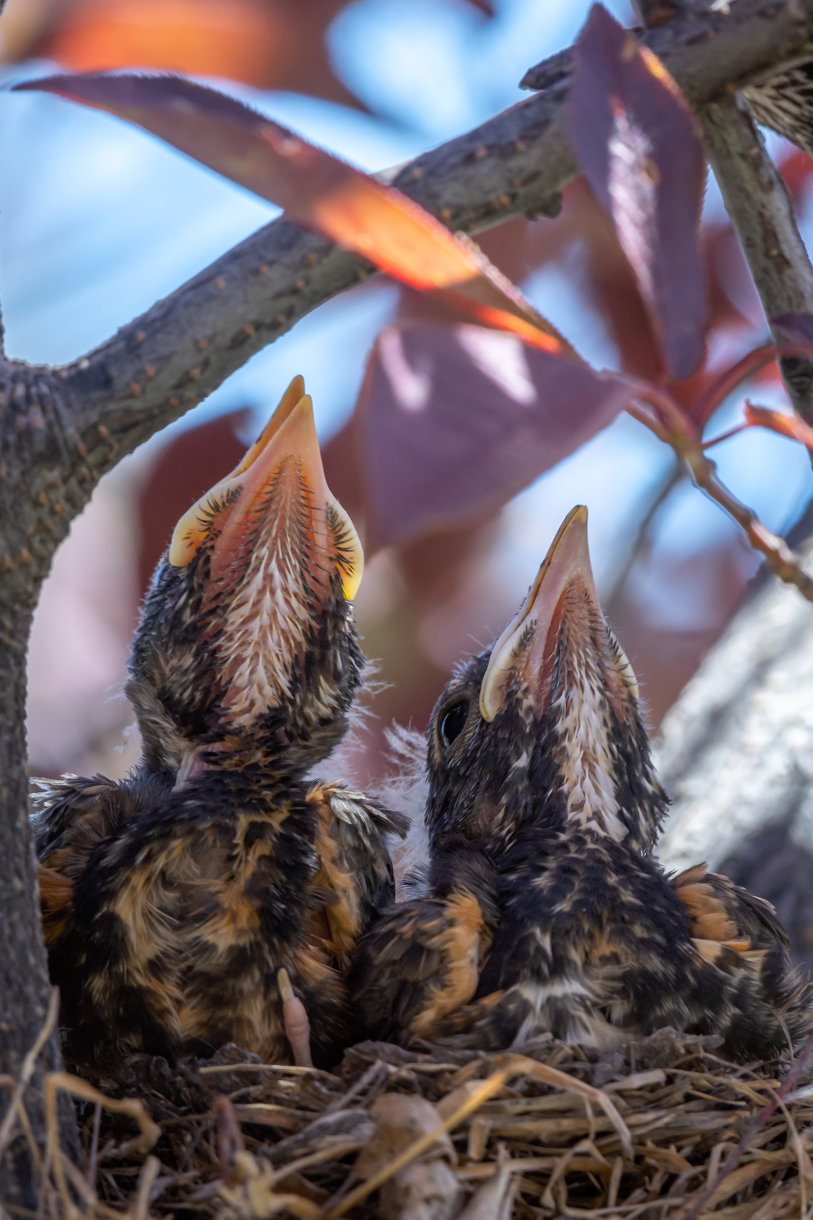 American Robin hatchlings, Bridlewood, Calgary, AB