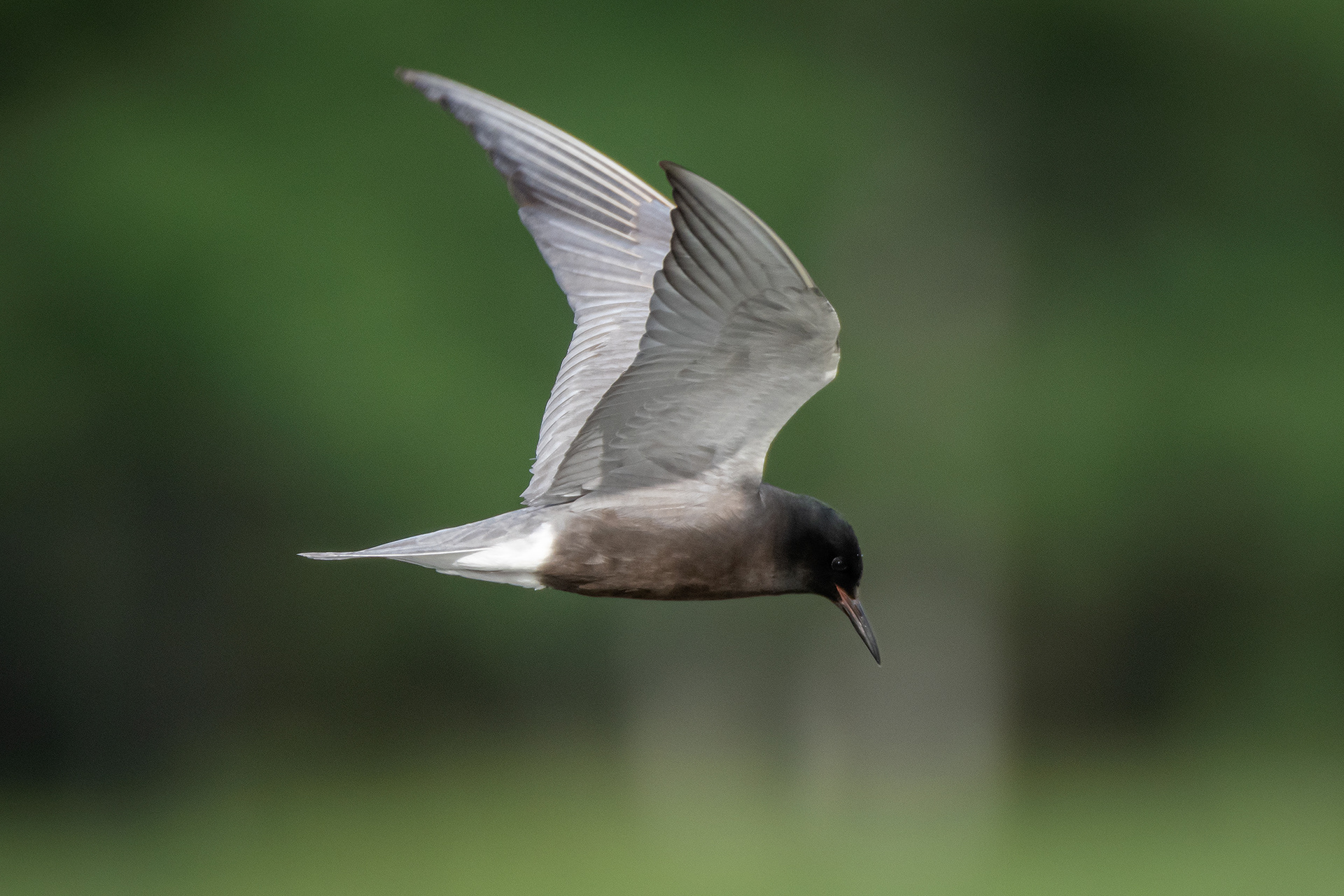 Black Tern (in flight), Marshall Springs ponds, Fish Creek Provincial Park, Calgary, AB