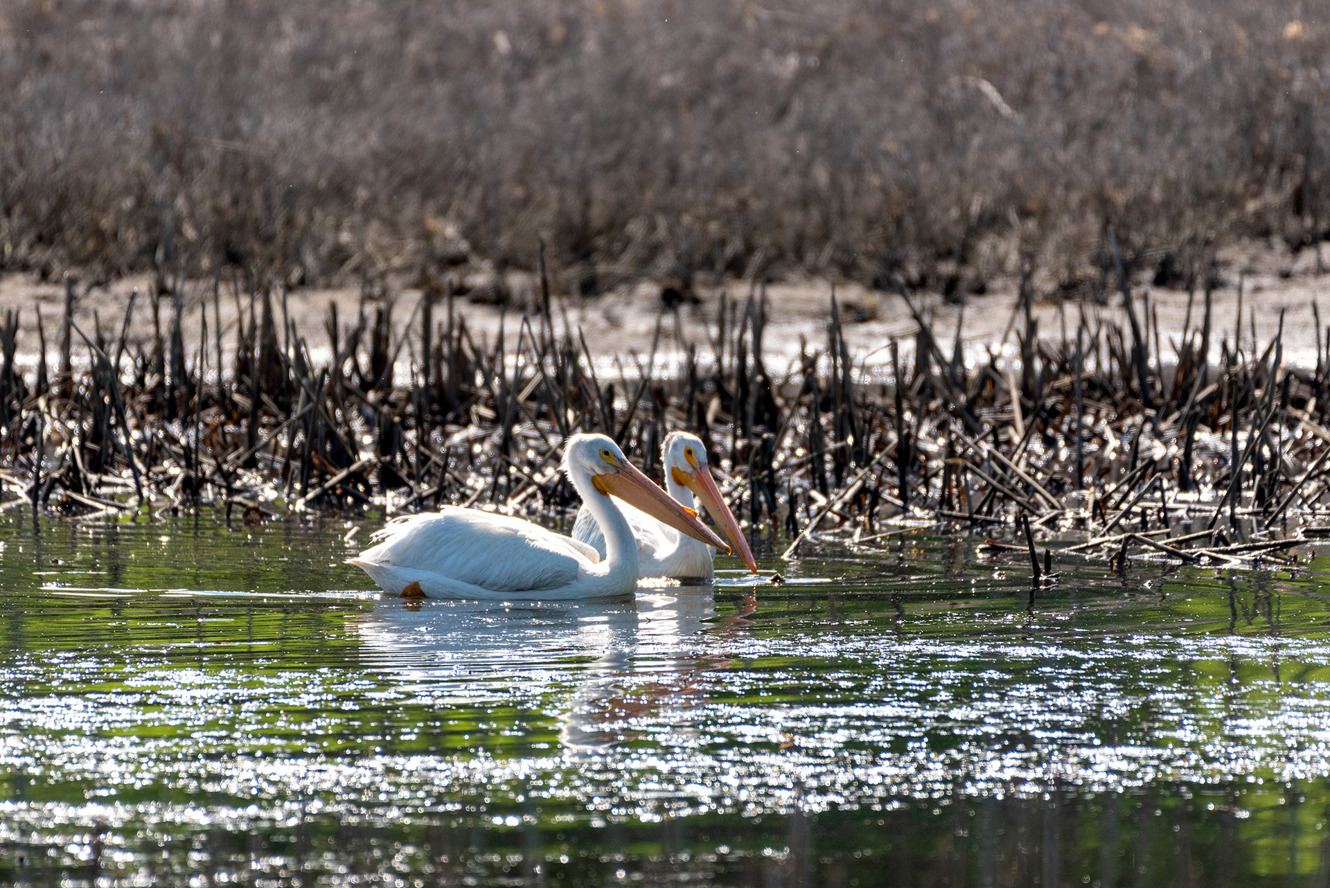 American White Pelicans