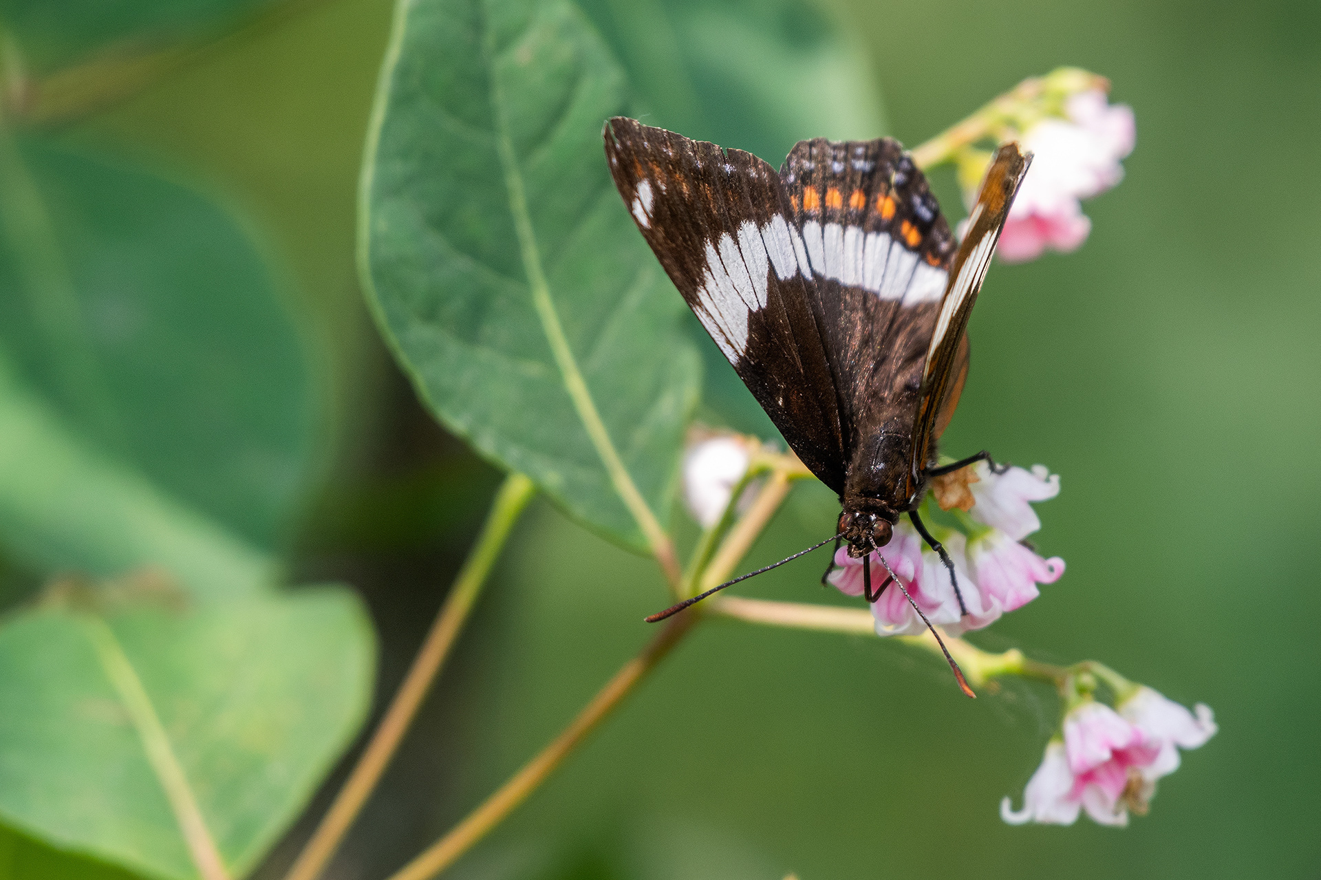 Butterfly, Marshall Springs - Fish Creek Prov. Park, Calgary, AB