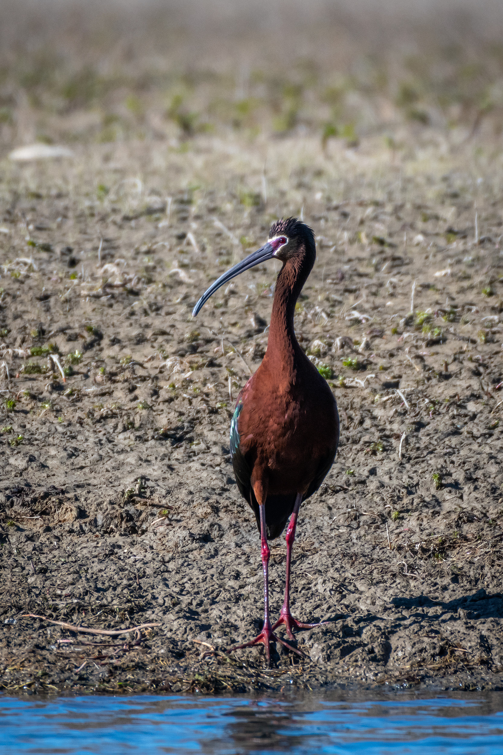 White-faced Ibis, Glenmore Reservoir, North Glenmore Park, Calgary, AB