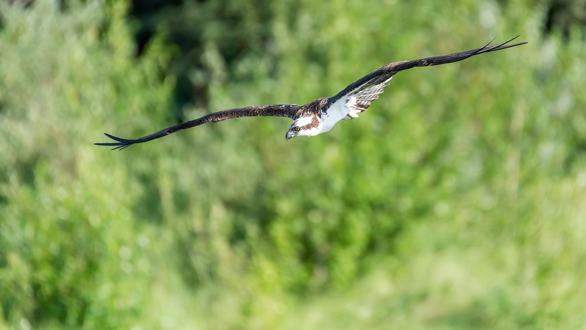Osprey in flight, Marshall Springs - Fish Creek Prov. Park, Calgary, AB