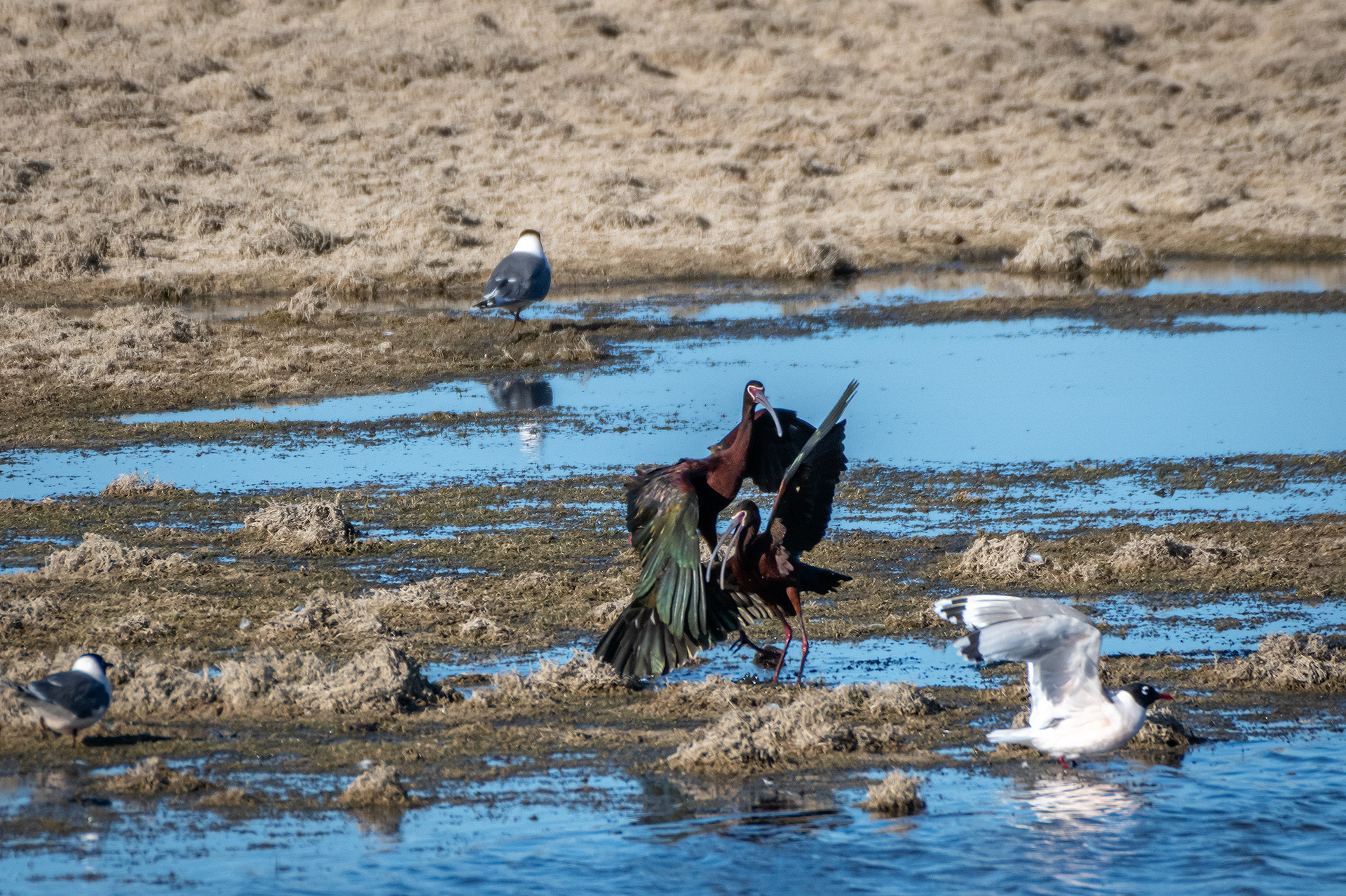 White-faced Ibises, Glenmore Reservoir, North Glenmore Park, Calgary, AB