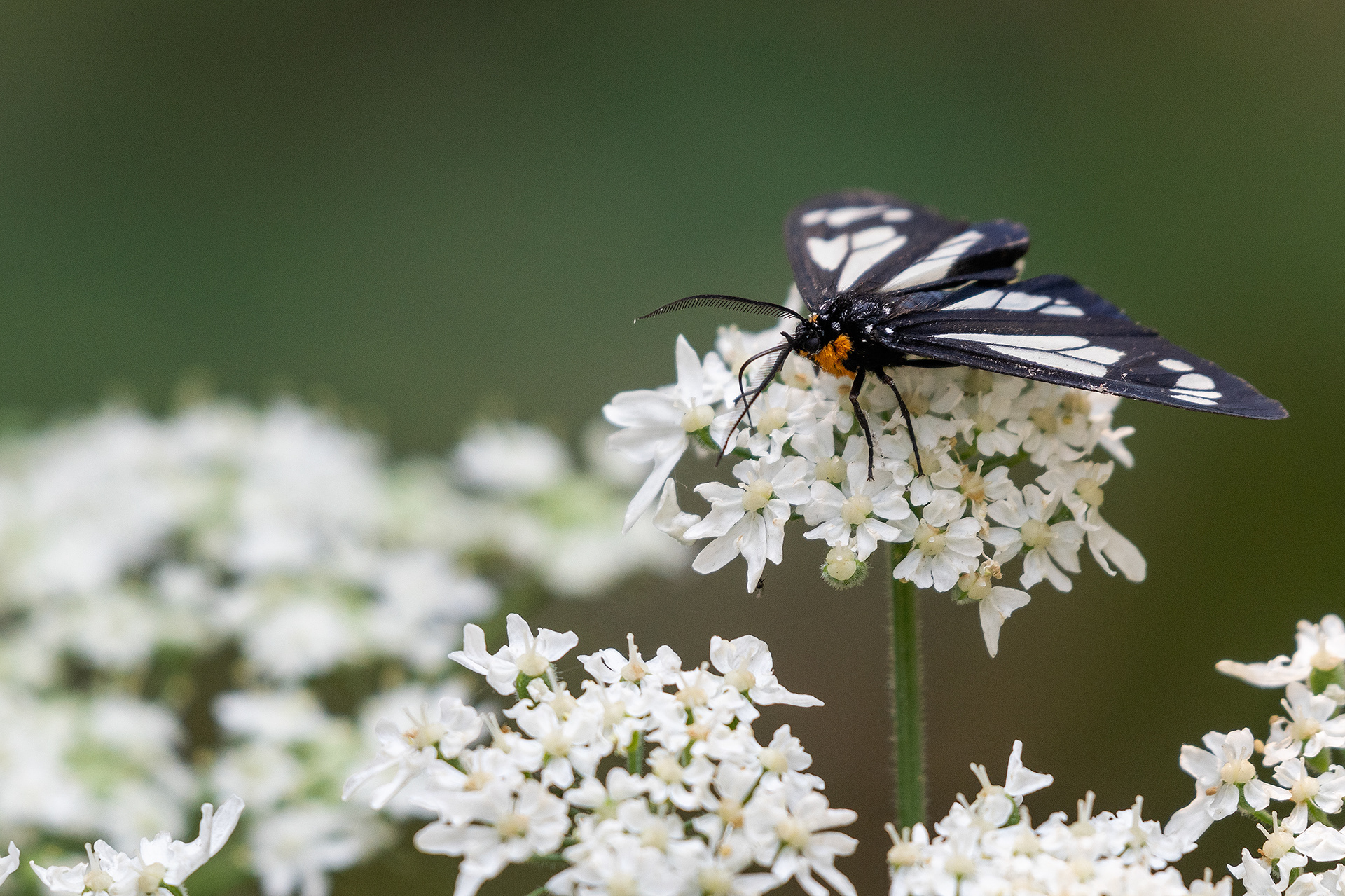 Butterfly, South Glenmore Park, Calgary, AB