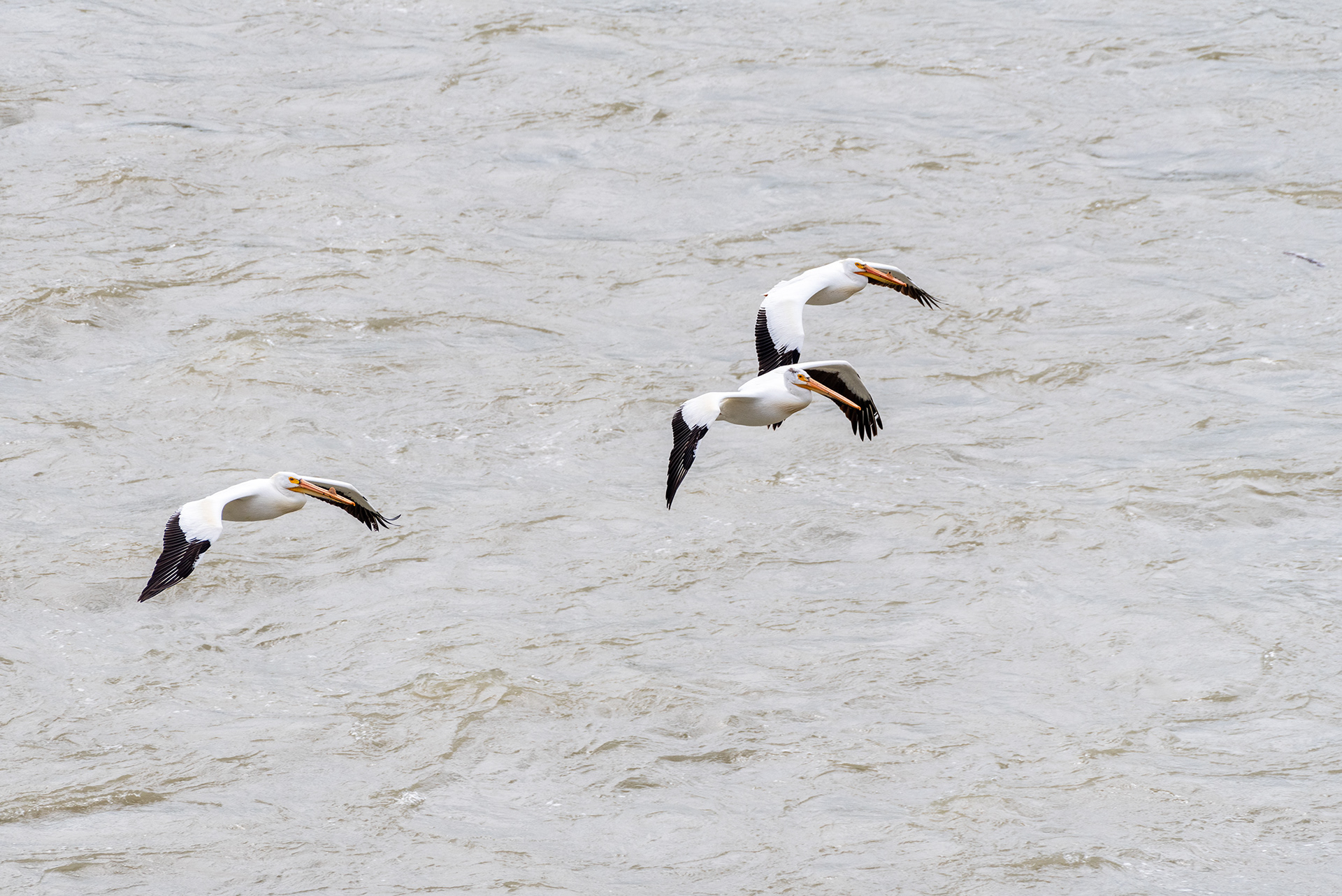 American White Pelicans, Patterson Homestead Memorial Park, Bow River, Calgary, Alberta