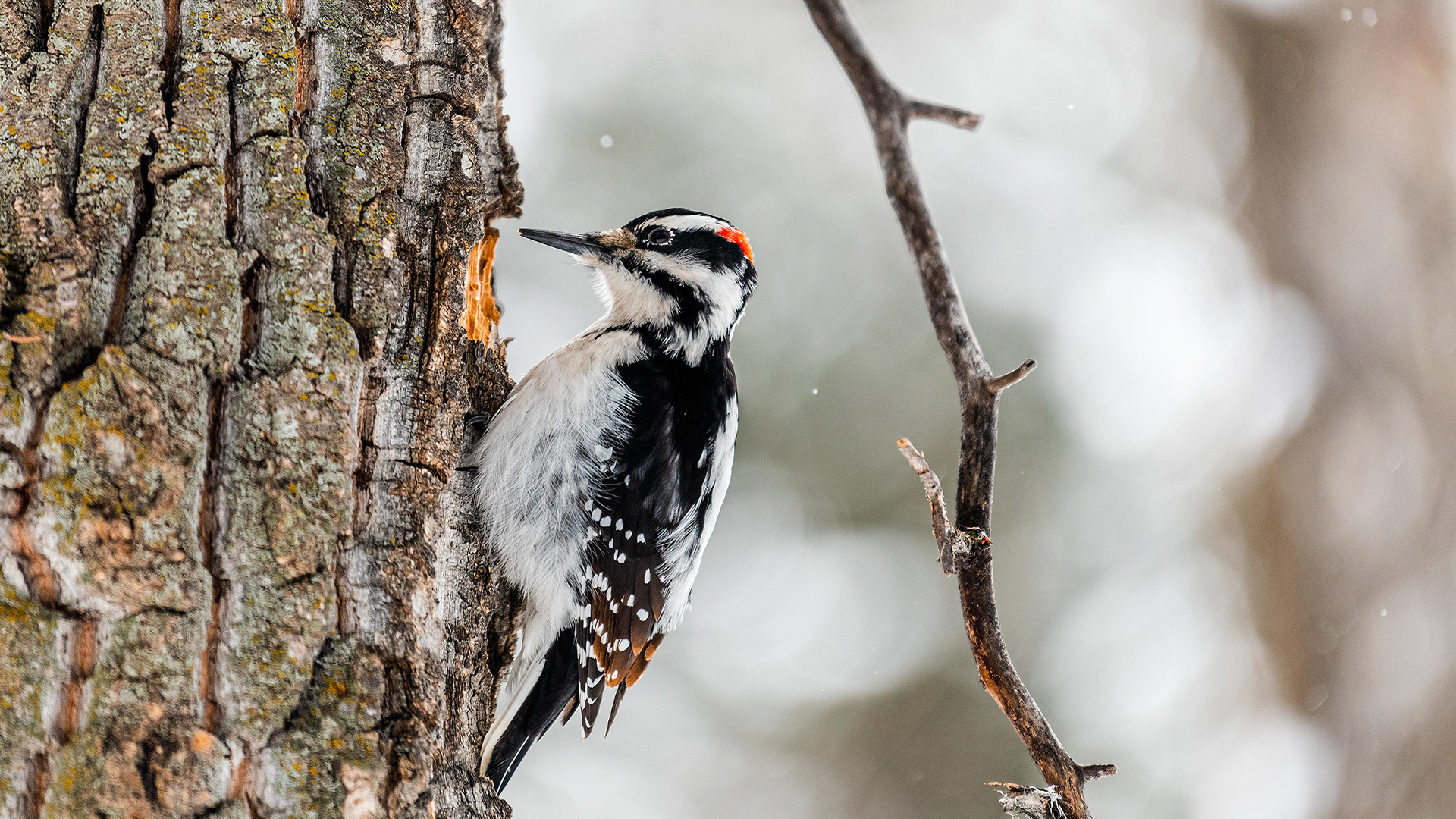Hairy Woodpecker (male), Fish Creek Prov. Park, Calgary, AB