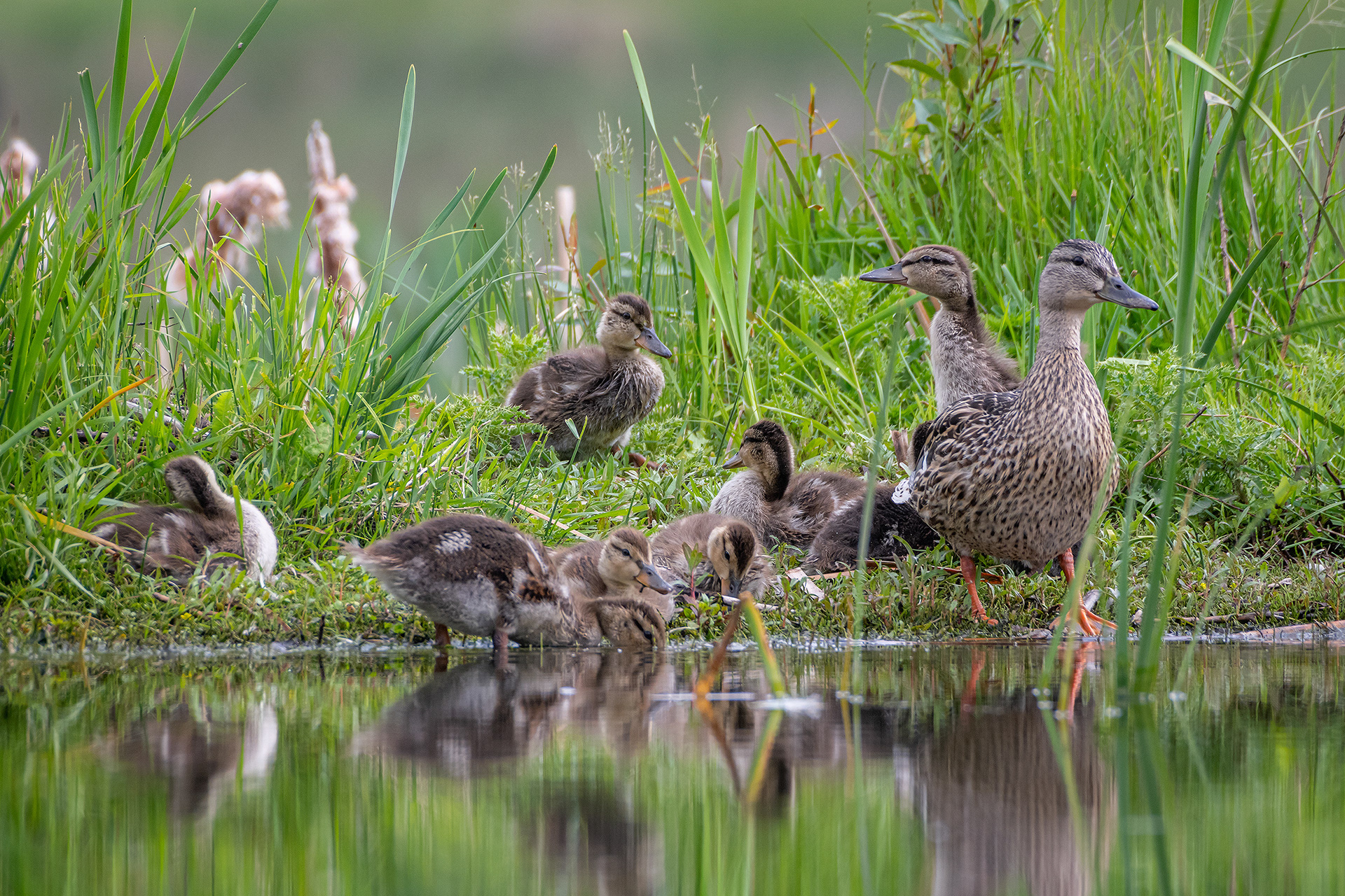 Mallard family, Marshall Springs ponds, Fish Creek Provincial Park, Calgary, AB
