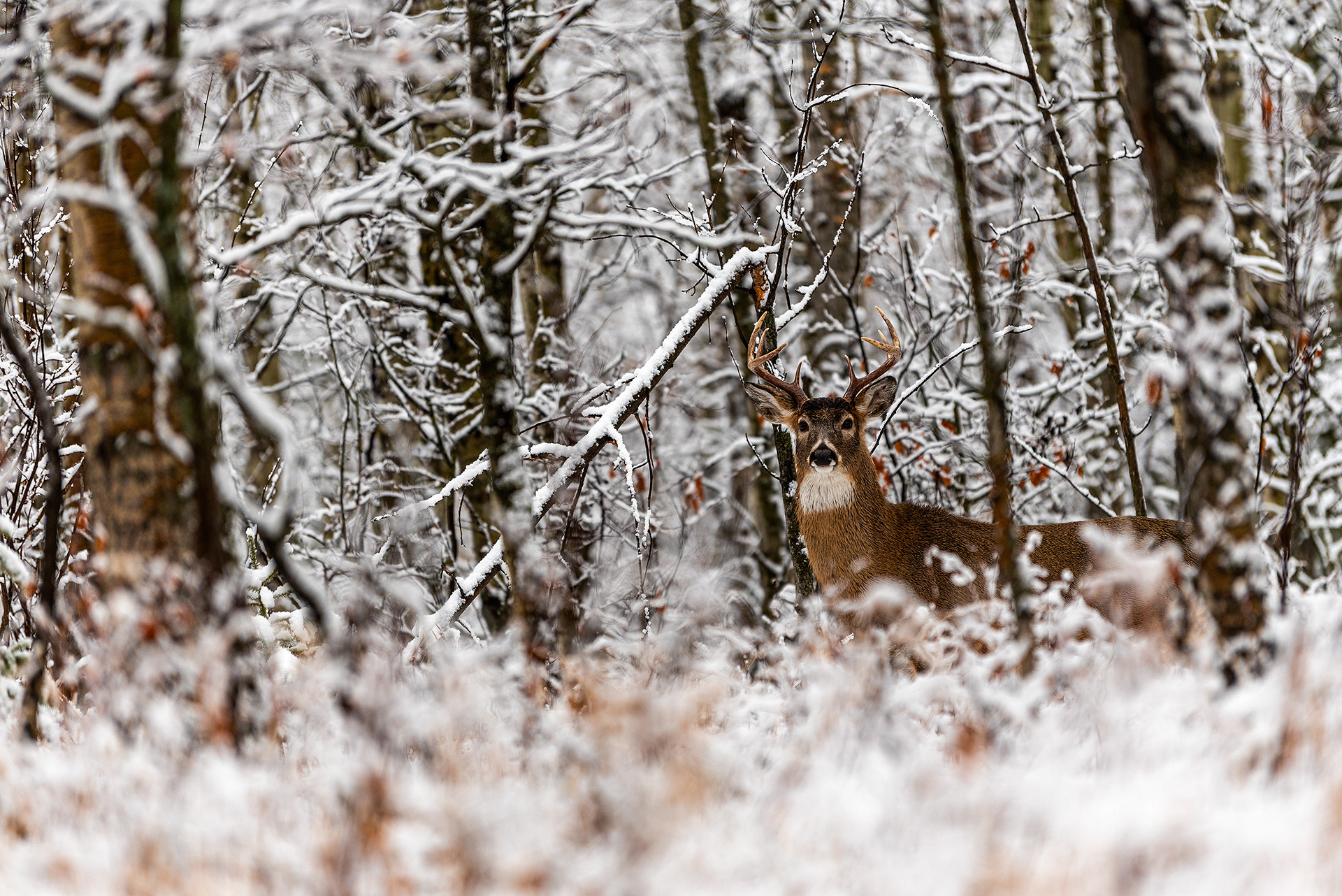 White-tailed Deer near the Marshall Springs ponds in Fish Creek Provincial Park