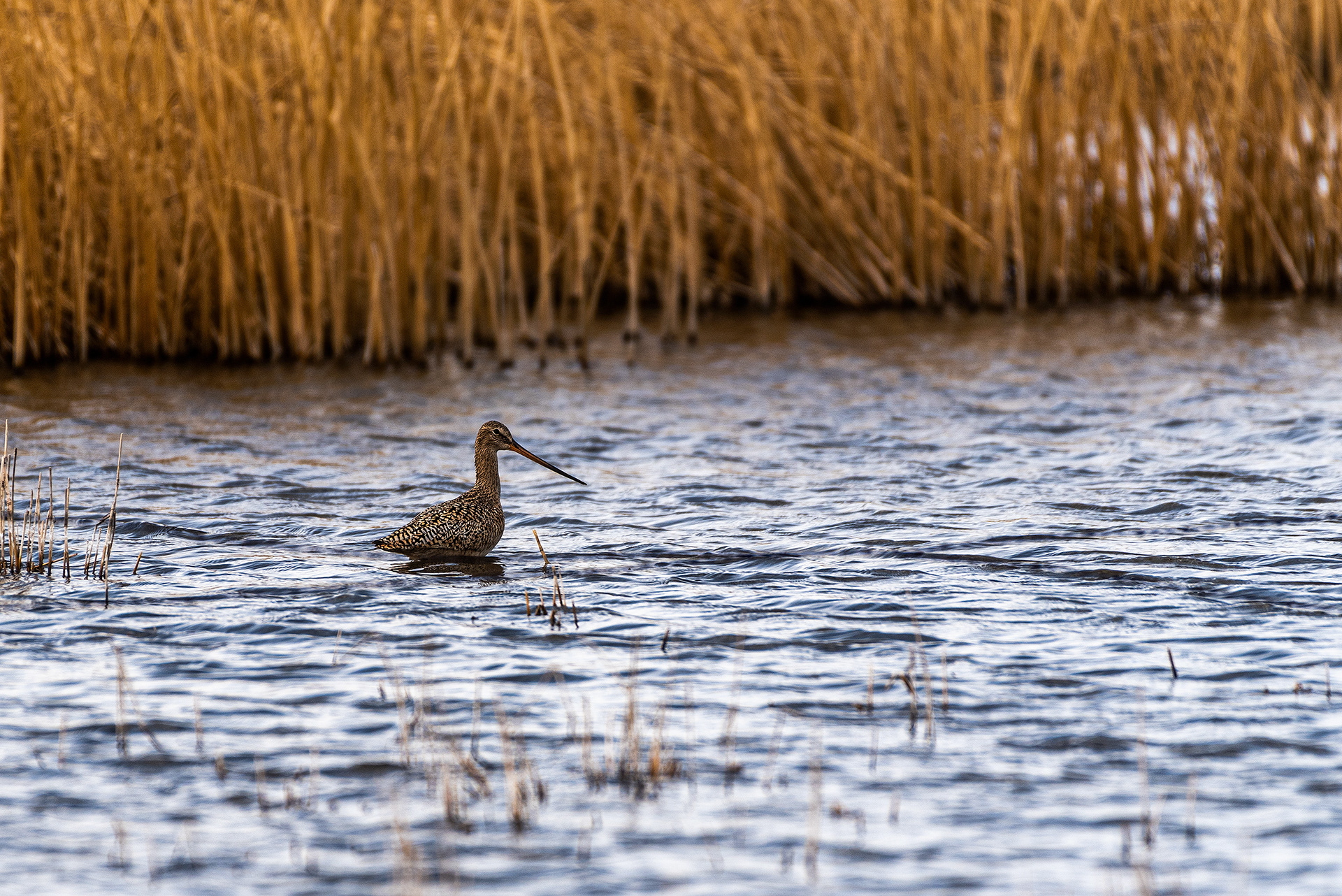 Marbled Godwit at Frank Lake, Alberta