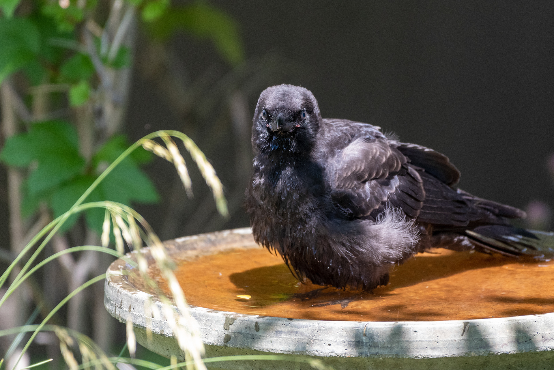 Black-billed Magpie in the birdbath