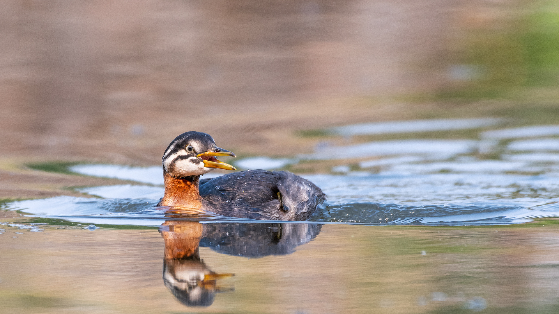 Red-necked Grebe (immature), Marshall Springs - Fish Creek Prov. Park, Calgary, AB
