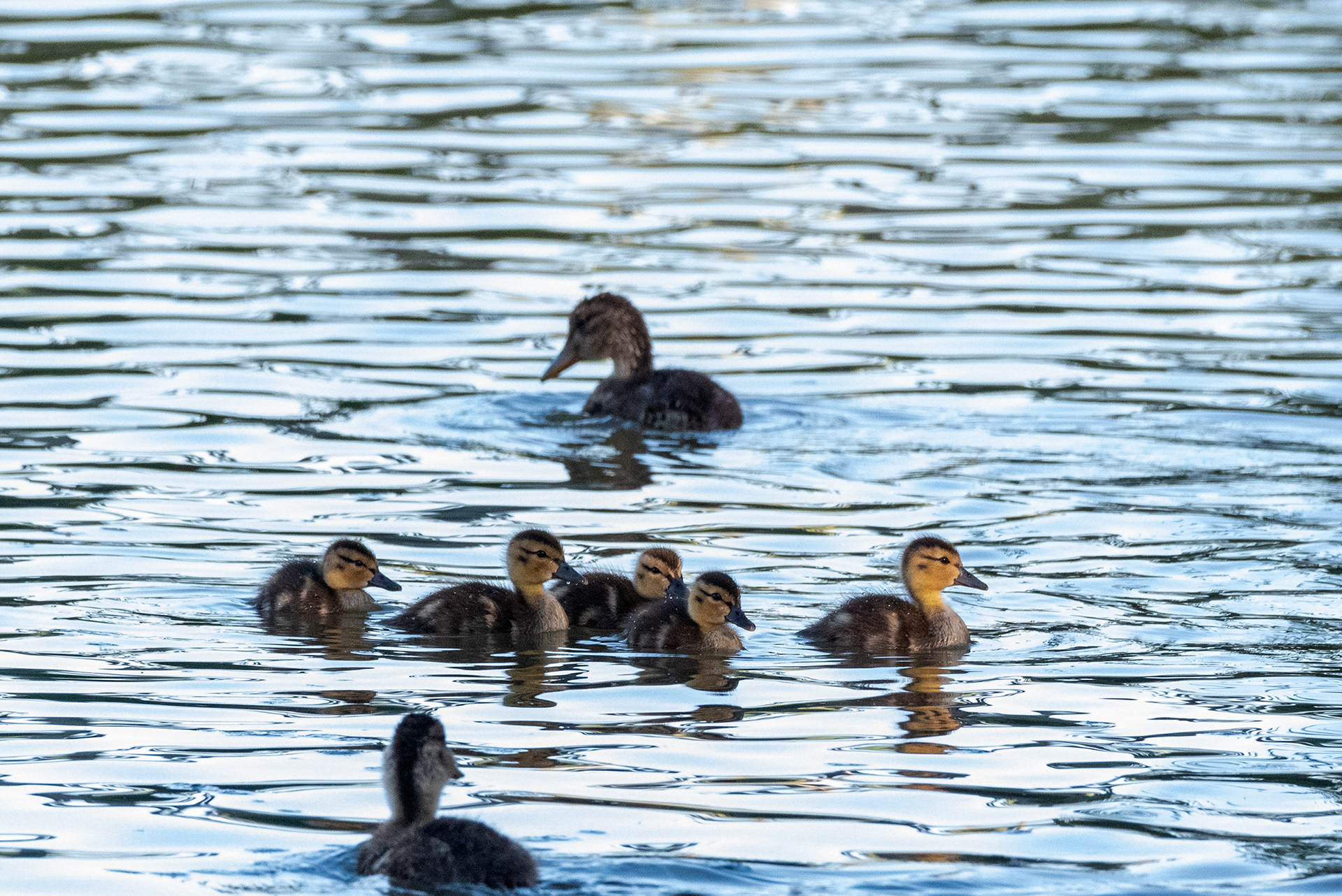 Mallard ducklings