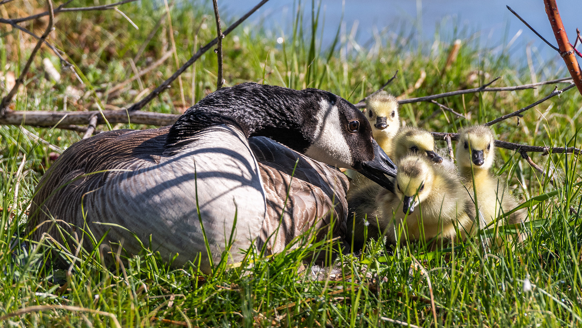 Canada Goose with goslings, Inglewood Bird Sanctuary & Nature Centre, Calgary, Alberta