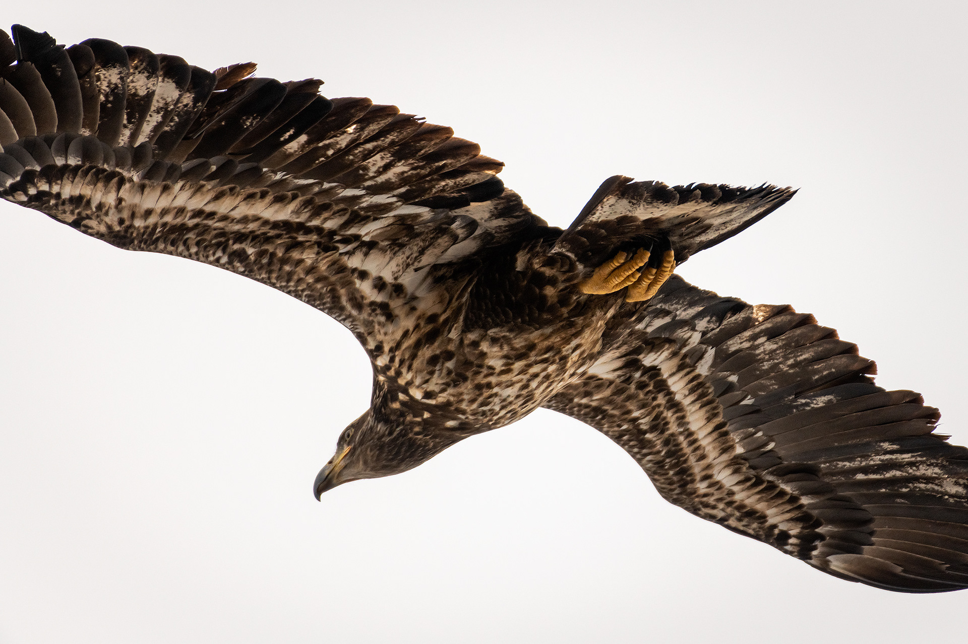 Bald Eagle (immature) in flight - Southview Off Leash Dog Park, Calgary, AB