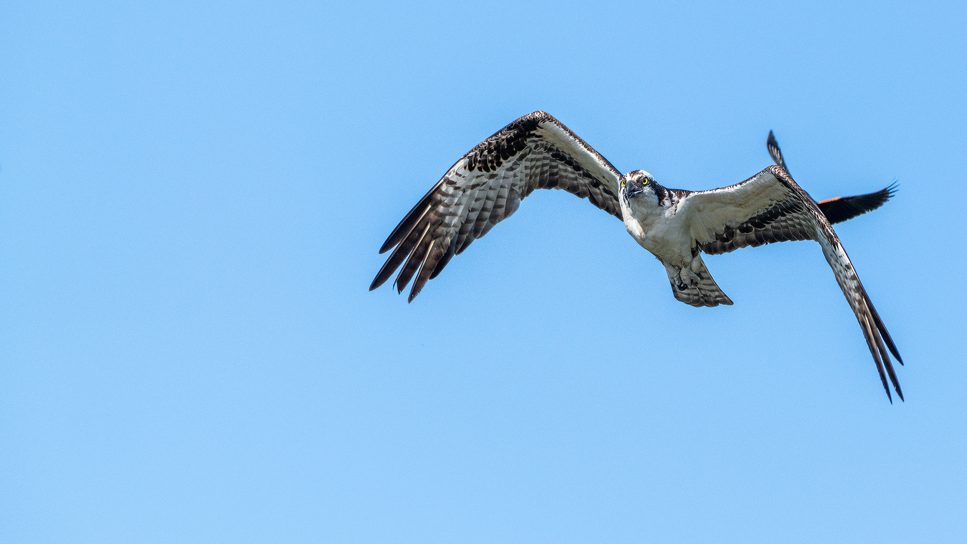 Osprey (in flight) being pestered by a male Red-winged Blackbird (in flight), Marshall Springs - Fish Creek Prov. Park, Calgary, AB