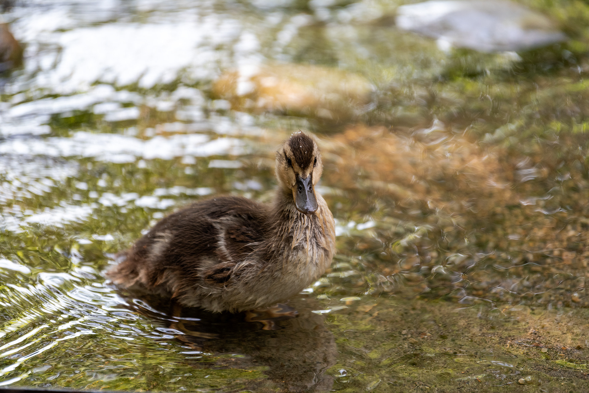 duckling, Bridlewood Wetlands Park, Calgary, Alberta