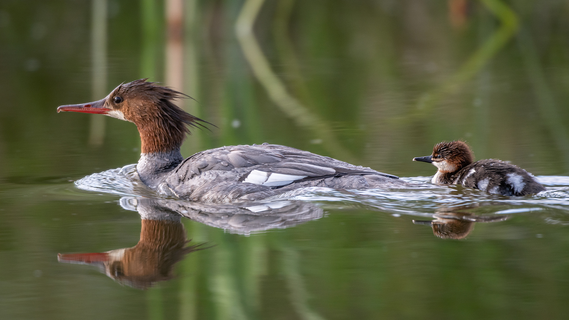 Common Mergansers, Marshall Springs ponds, Fish Creek Provincial Park, Calgary, AB