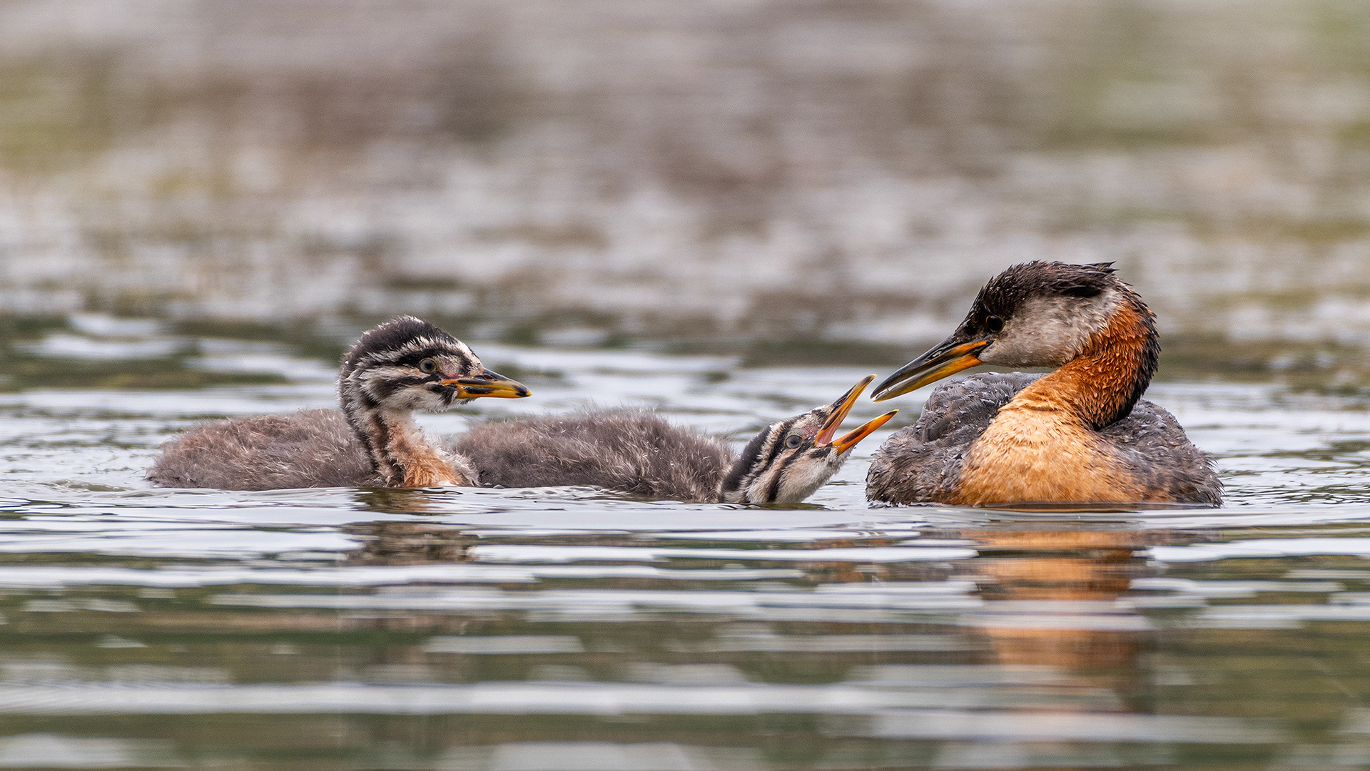 Red-necked Grebes (one female, two immature), Marshall Springs - Fish Creek Prov. Park, Calgary, AB