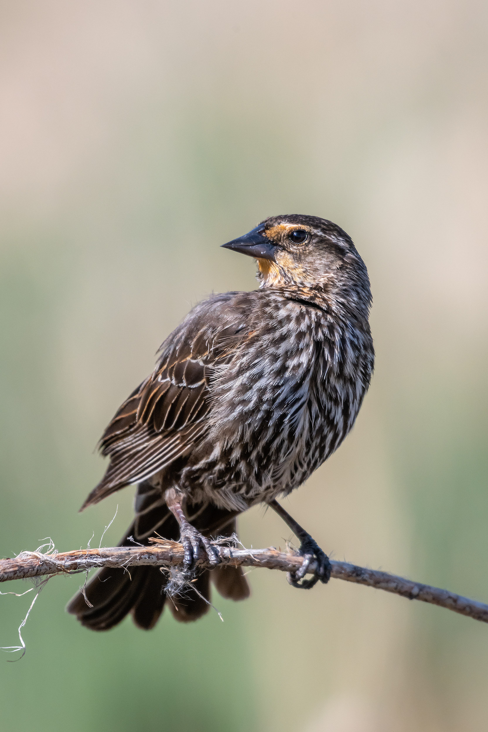 Red-winged Blackbird (female), Marshall Springs ponds, Fish Creek Provincial Park, Calgary, AB