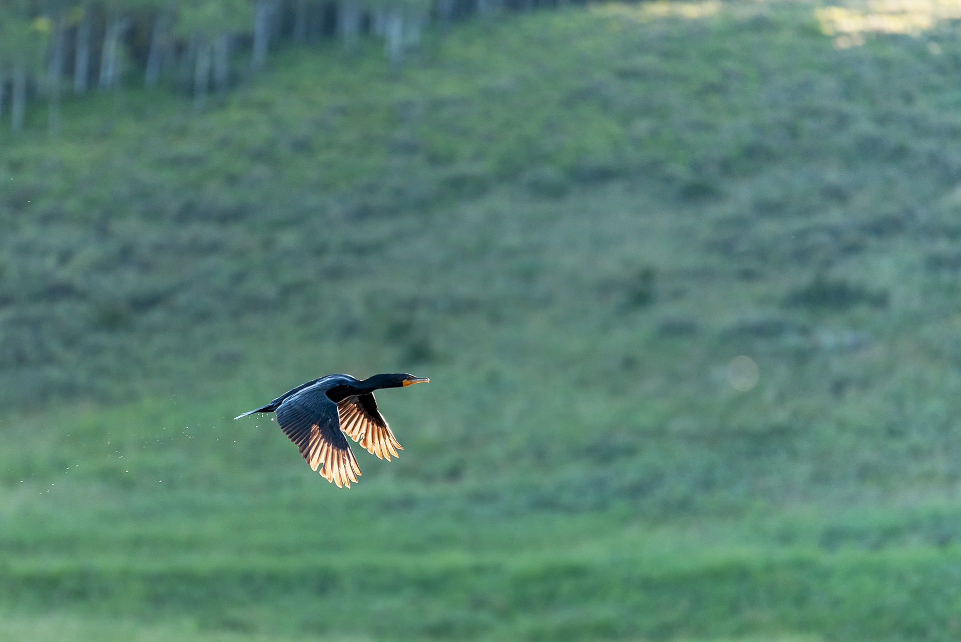 Double-crested Cormorant in flight