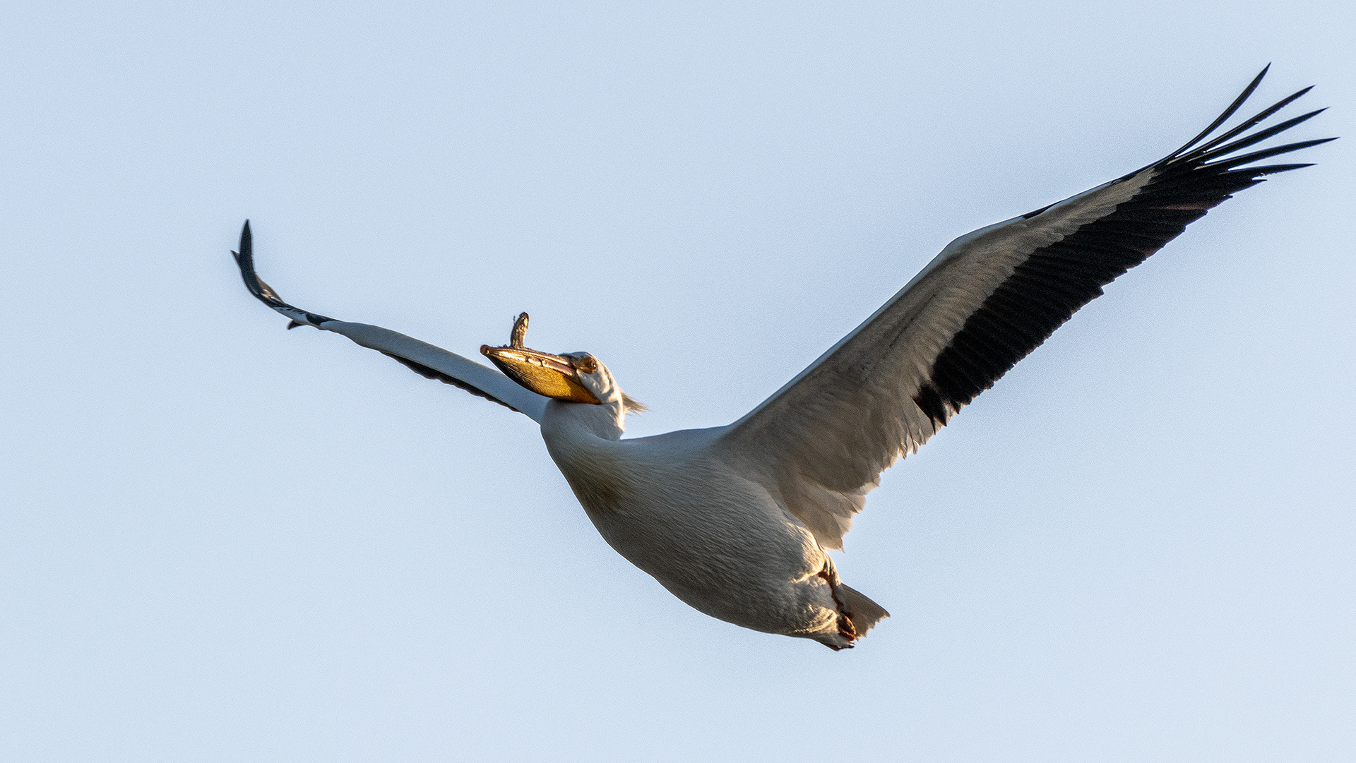 Pelican in flight, Frank Lake, Alberta