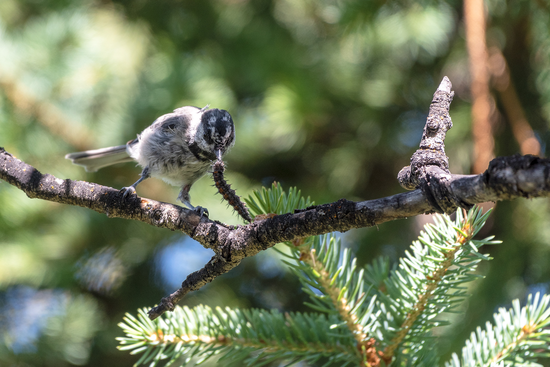 Juvenile Mountain Chickadee found a pretty big caterpillar