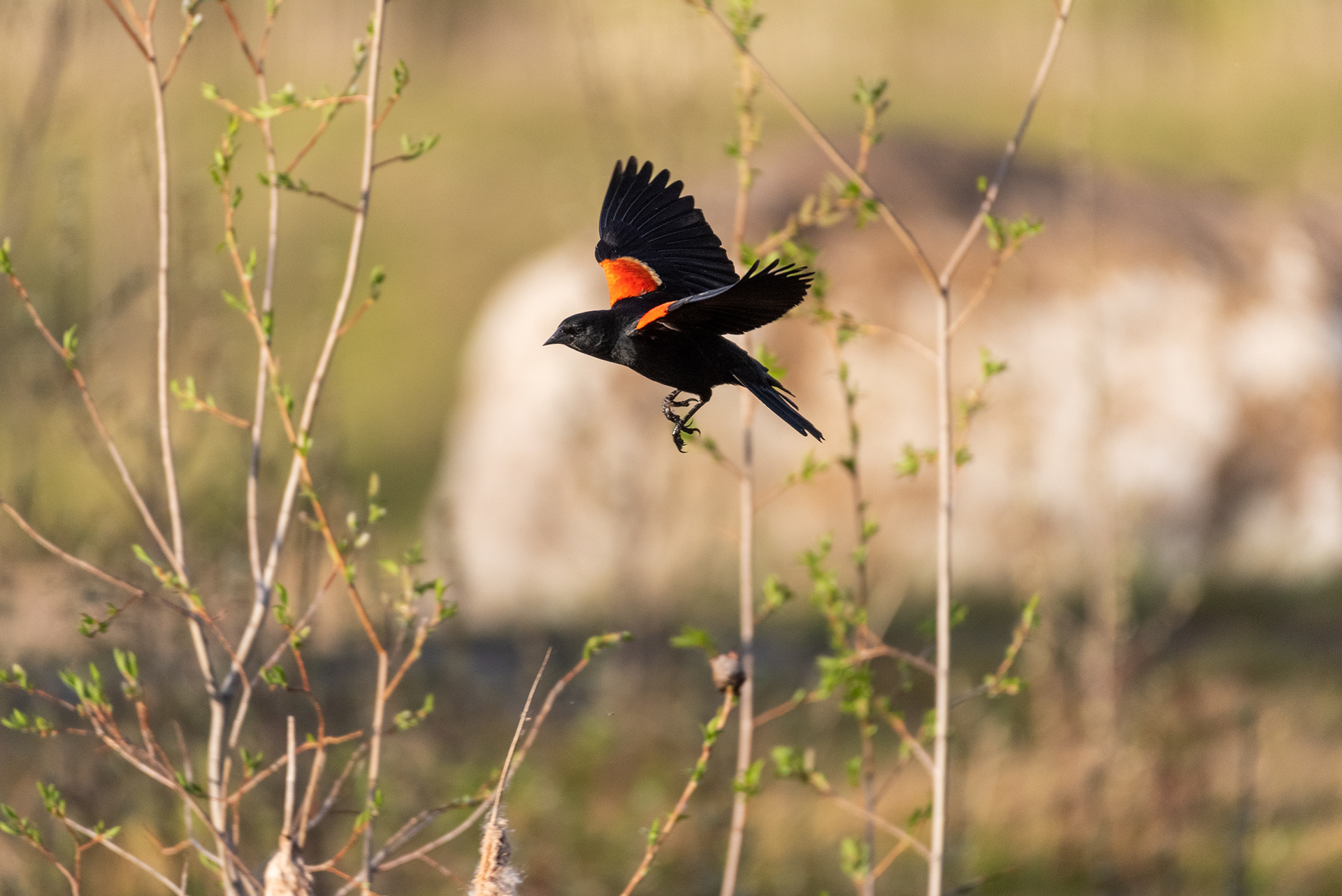 Red-winged Blackbird, Marshall Springs, Fish Creek Provincial Park, Calgary, Alberta