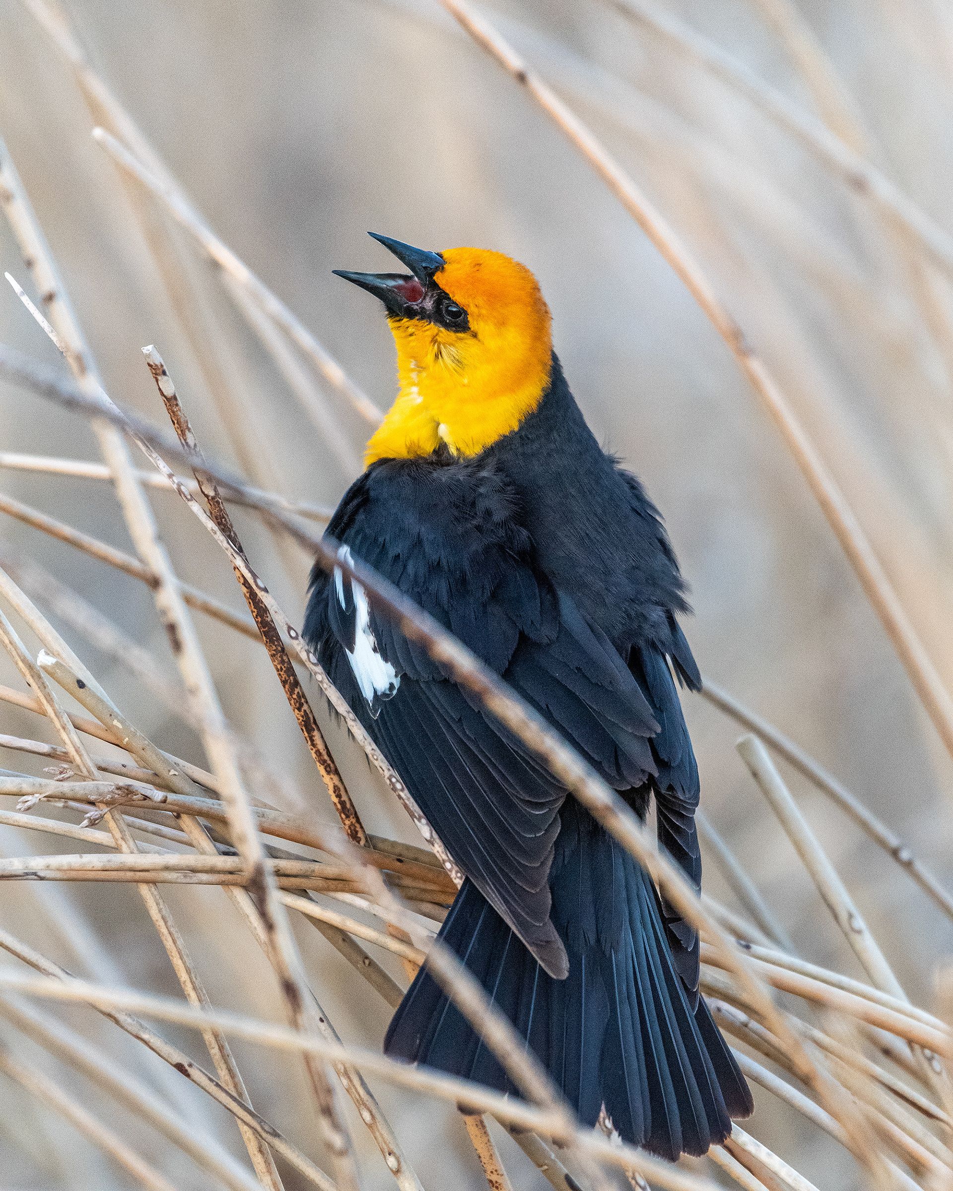 Yellow-headed Blackbird at Frank Lake, Alberta