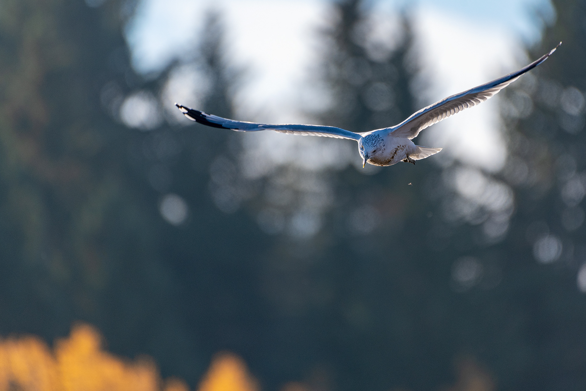 Ring-billed Gull, in flight, at the Marshall Springs ponds in Fish Creek Provincial Park