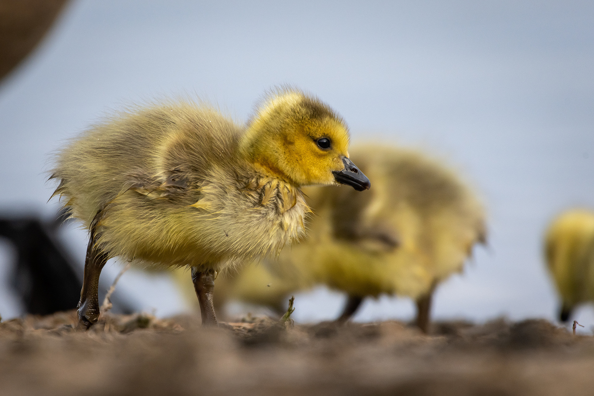 Canada Goose goslings, Glenmore Reservoir, North Glenmore Park, Calgary, AB
