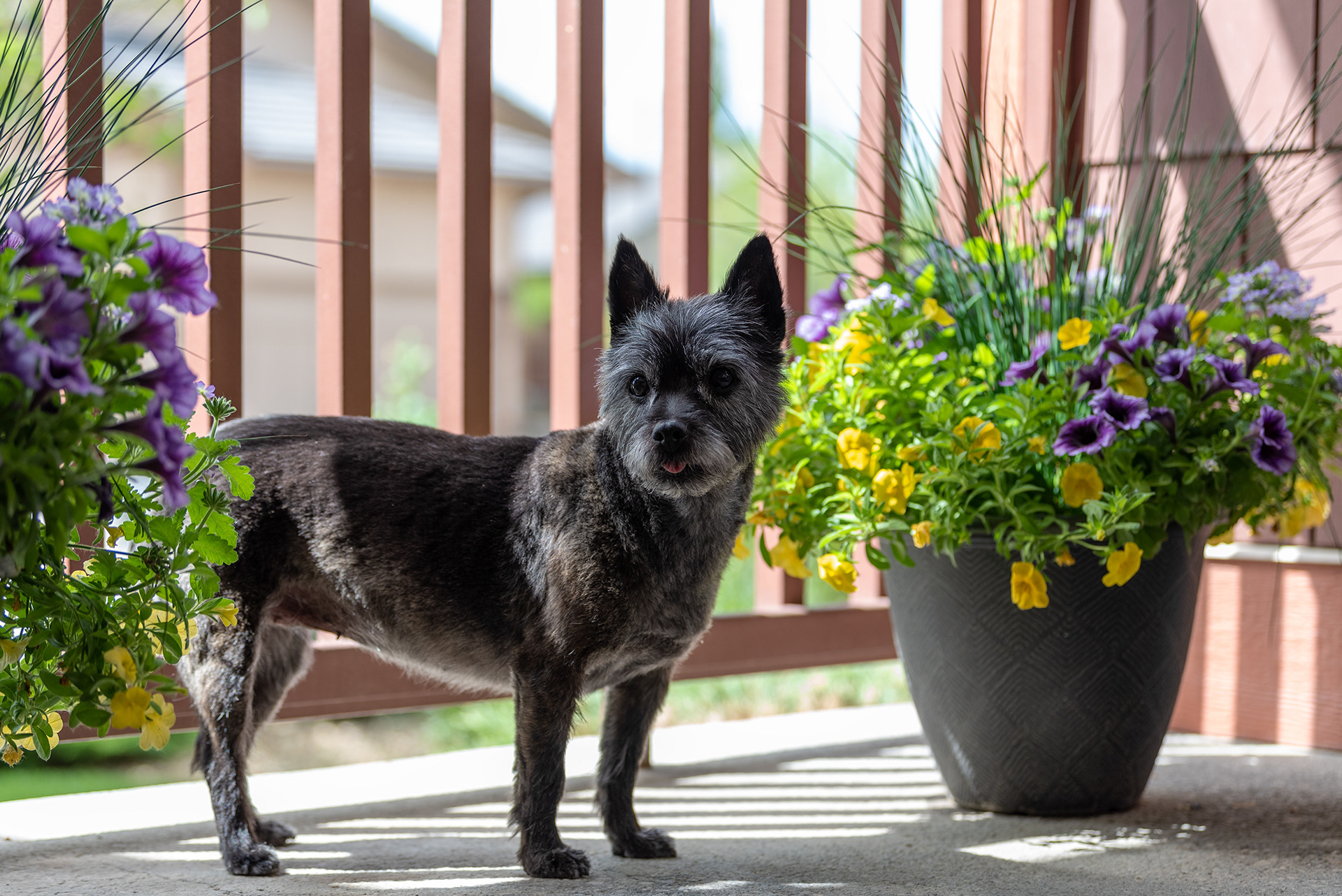 Coco, Cairn Terrier dog, Bridlewood, Calgary, Alberta