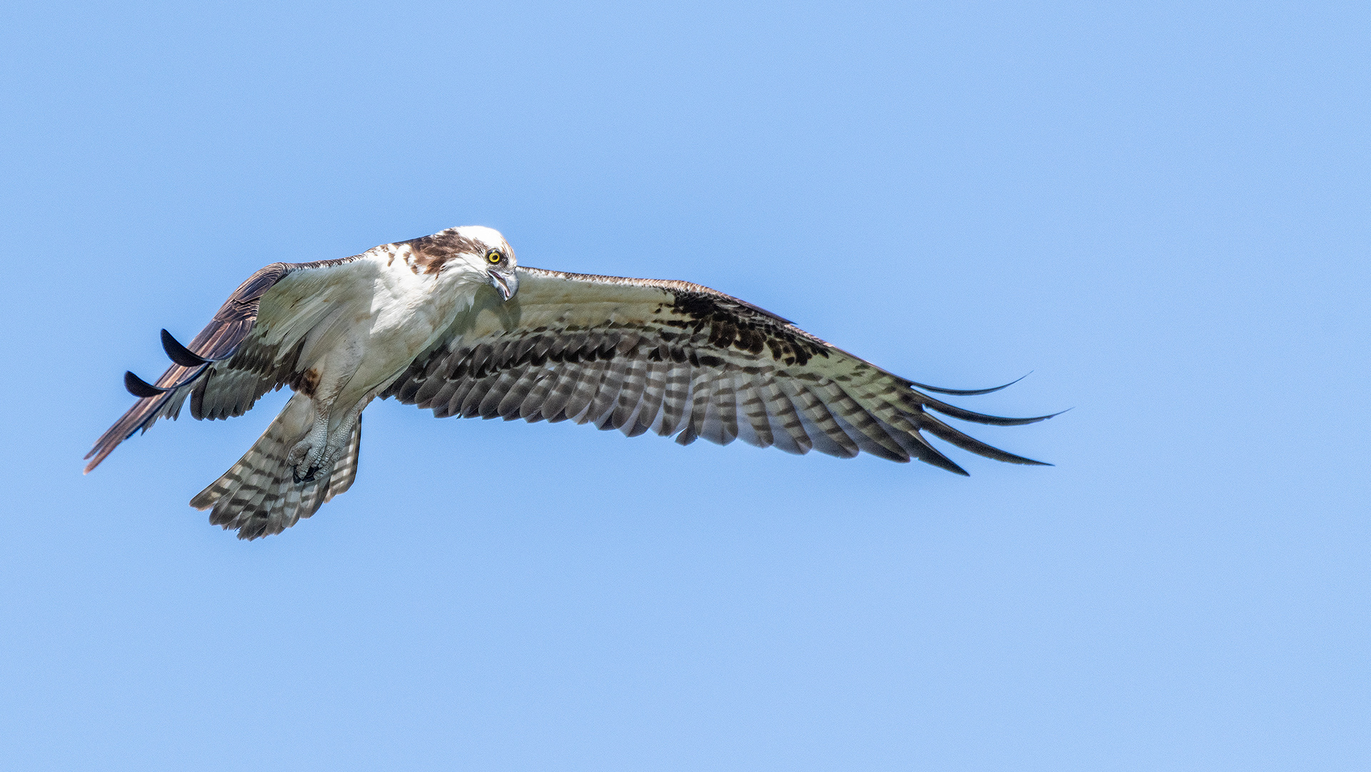 Osprey in flight, Marshall Springs - Fish Creek Prov. Park, Calgary, AB