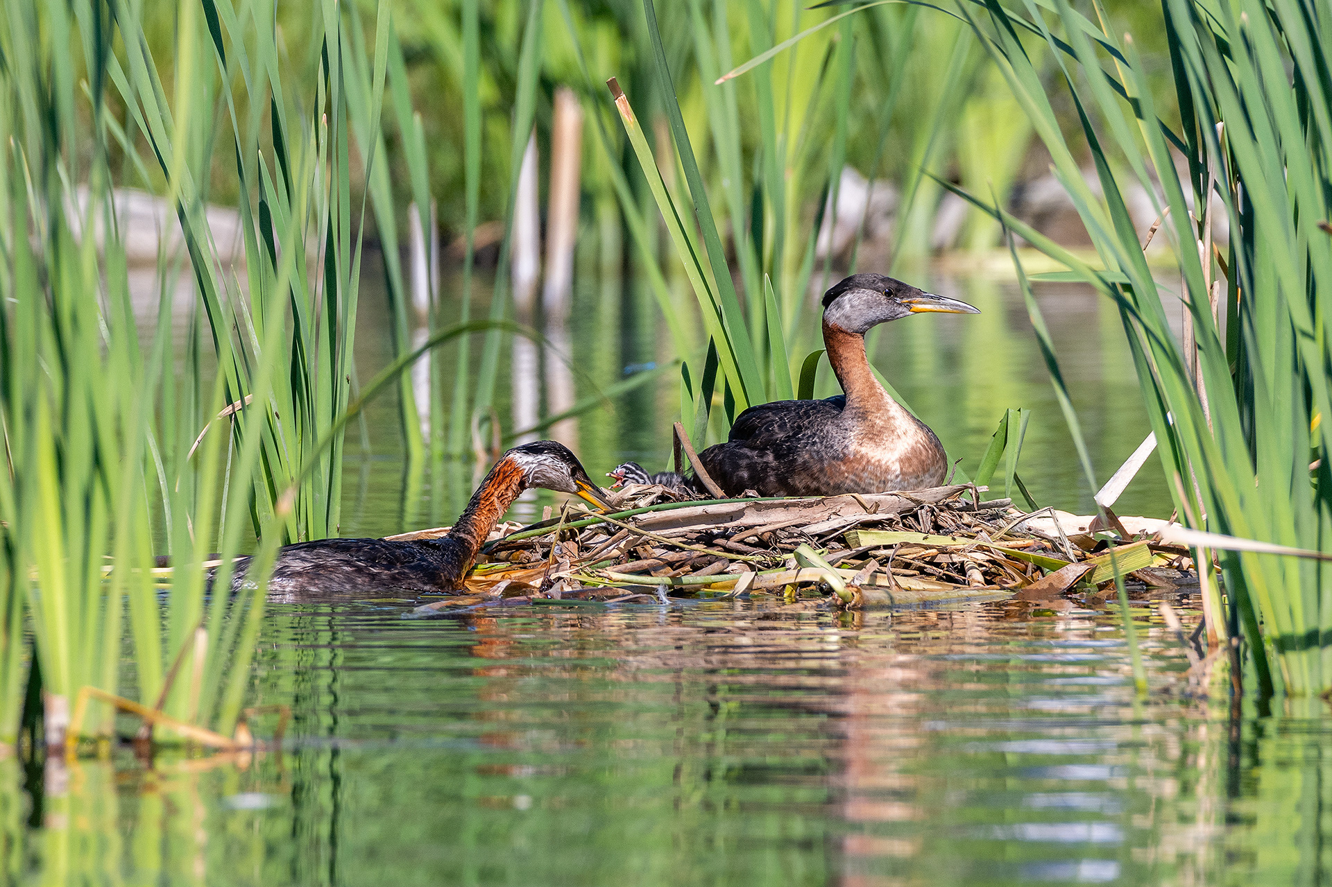 Red-necked Grebe pair at their nest with a chick (male on the nest, female interacting with the chick), Marshall Springs - Fish Creek Prov. Park, Calgary, AB