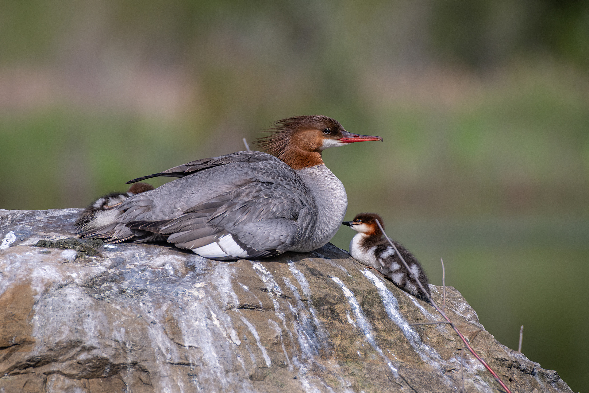 Common Mergansers, Marshall Springs ponds, Fish Creek Provincial Park, Calgary, AB
