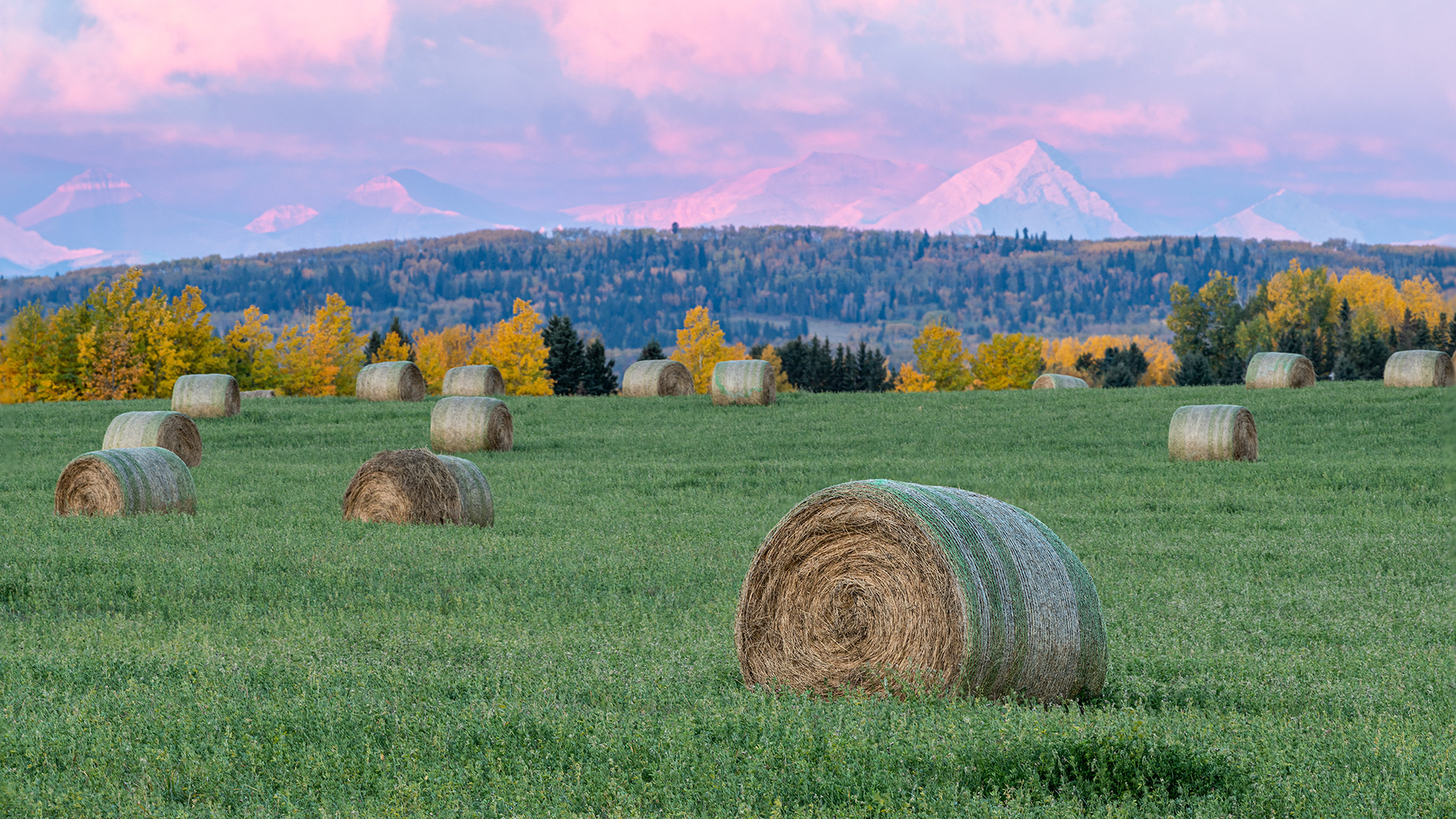 Hay bales in a farm field at sunup, near Springbank, Calgary, AB