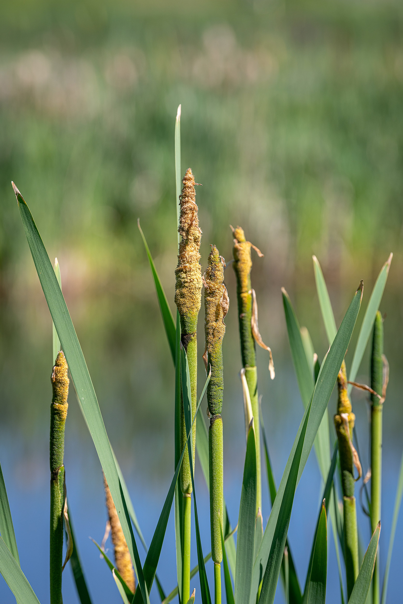 Cattails, Marshall Springs ponds, Fish Creek Provincial Park, Calgary, AB